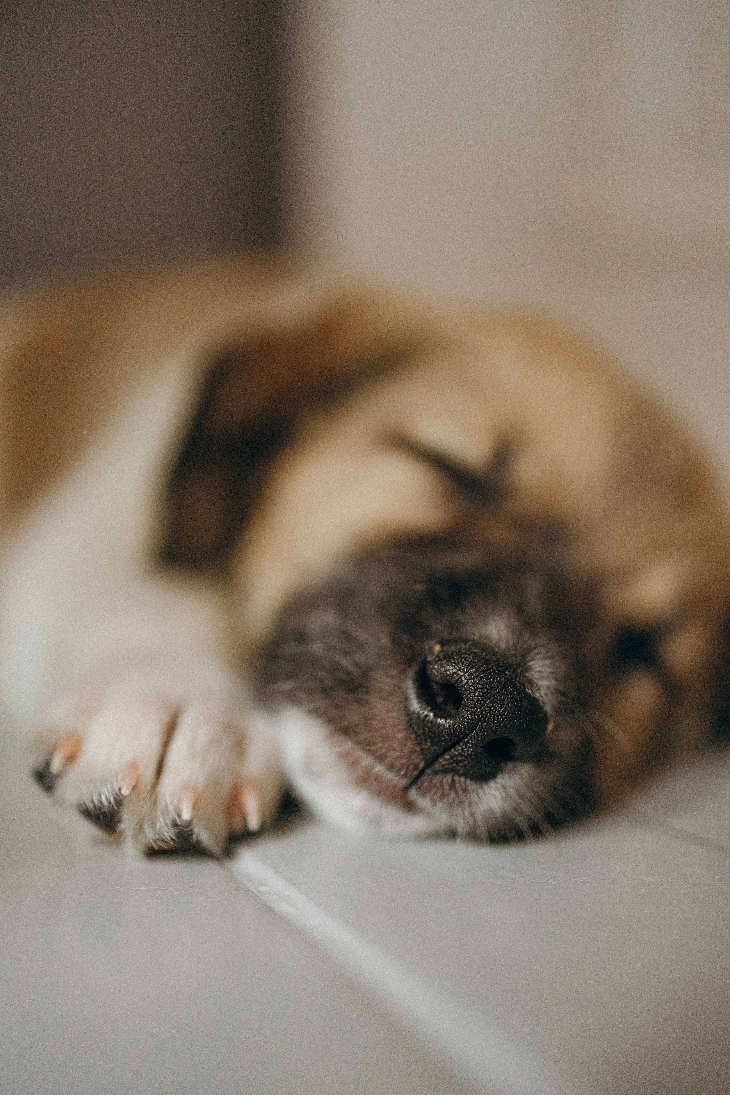 Щеночки. Фотограф-анималист в Москве Лера Черноног