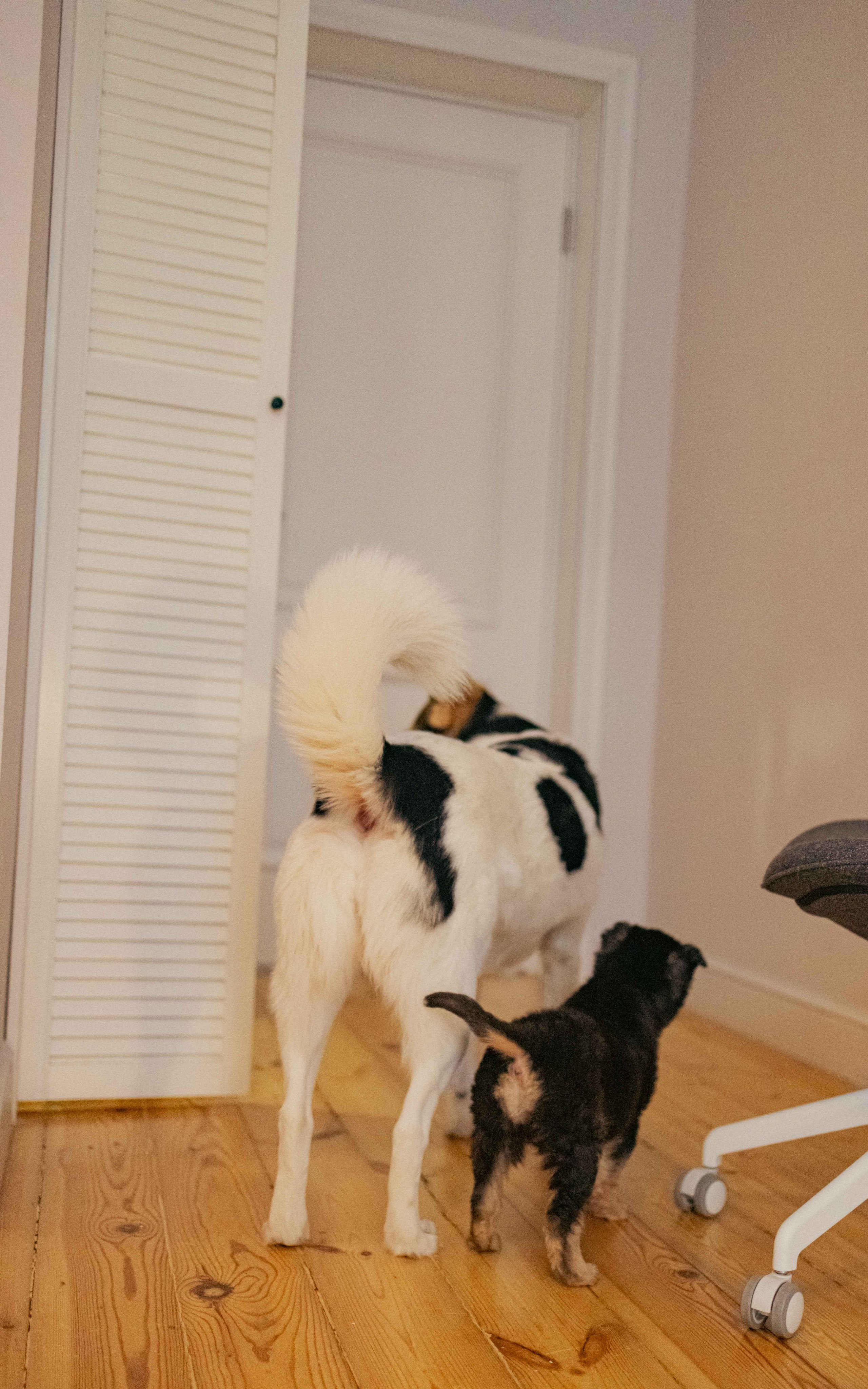 Пеппа. Фотограф-анималист в Москве Лера Черноног