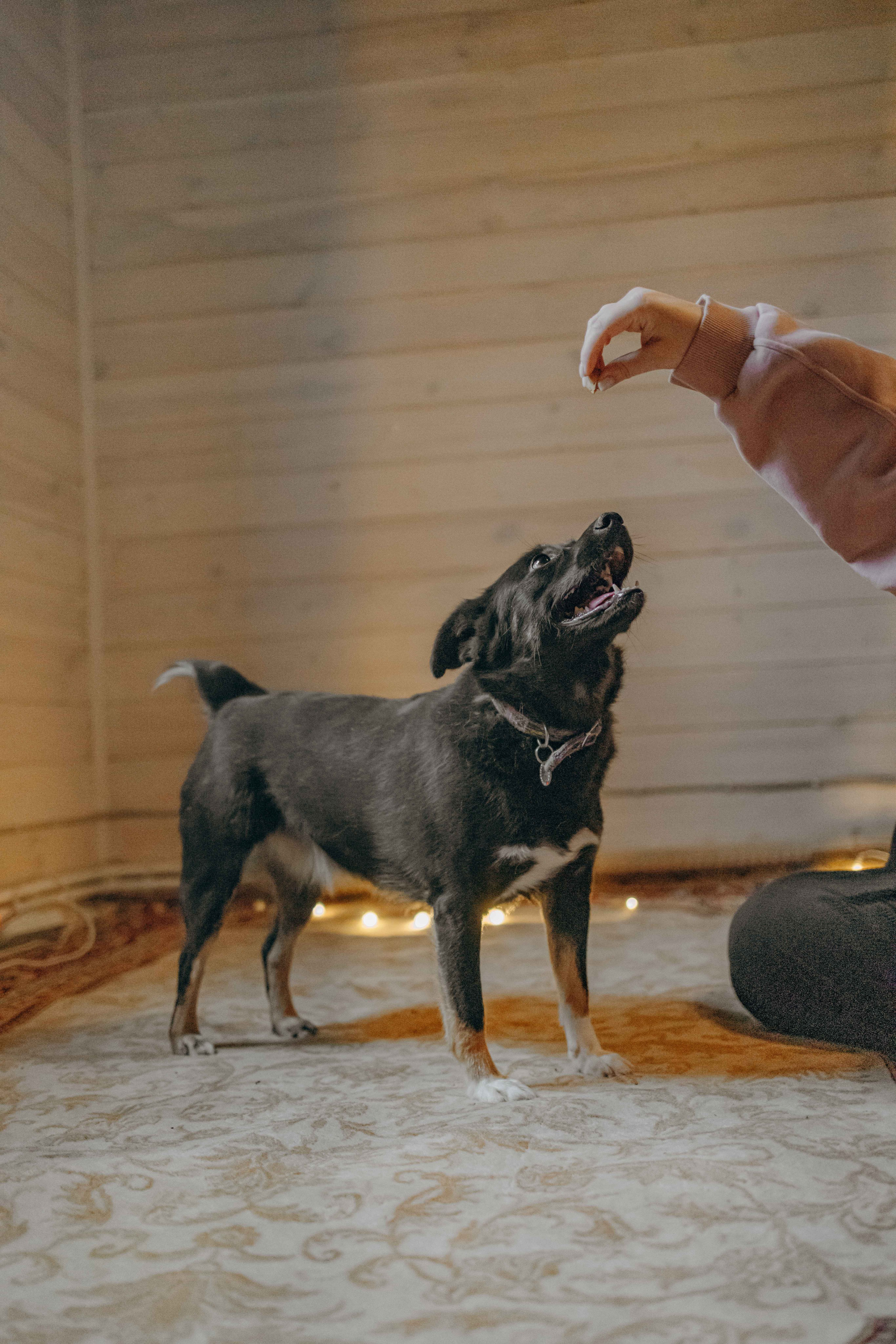 Передержка. Фотограф-анималист в Москве Лера Черноног