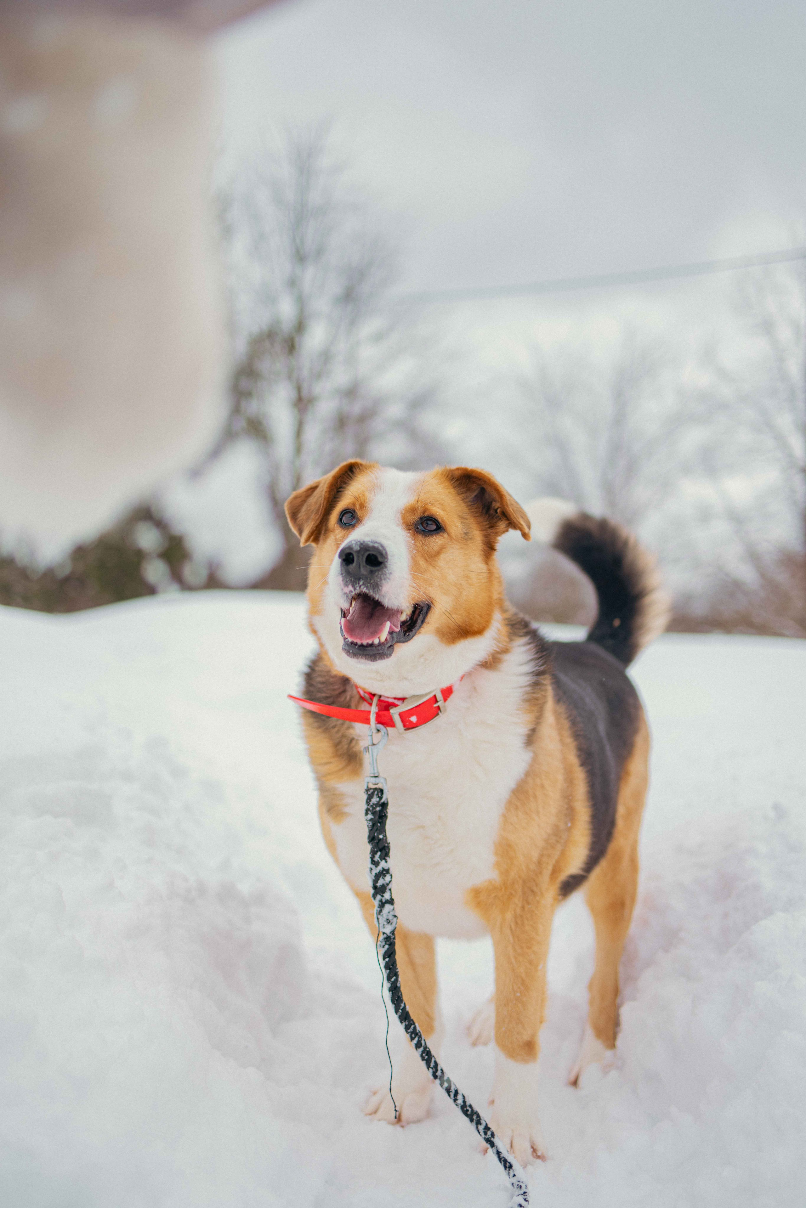 Петя. Фотограф-анималист в Москве Лера Черноног