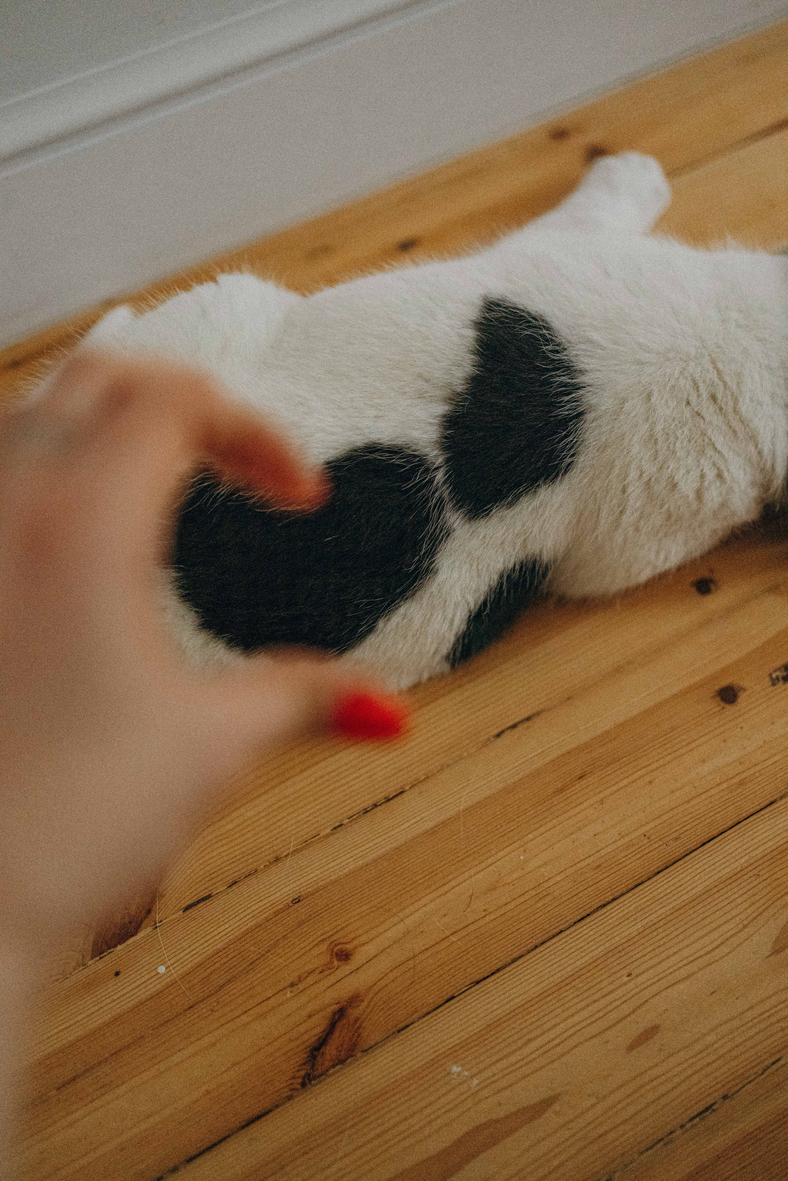 Щеночки. Фотограф-анималист в Москве Лера Черноног