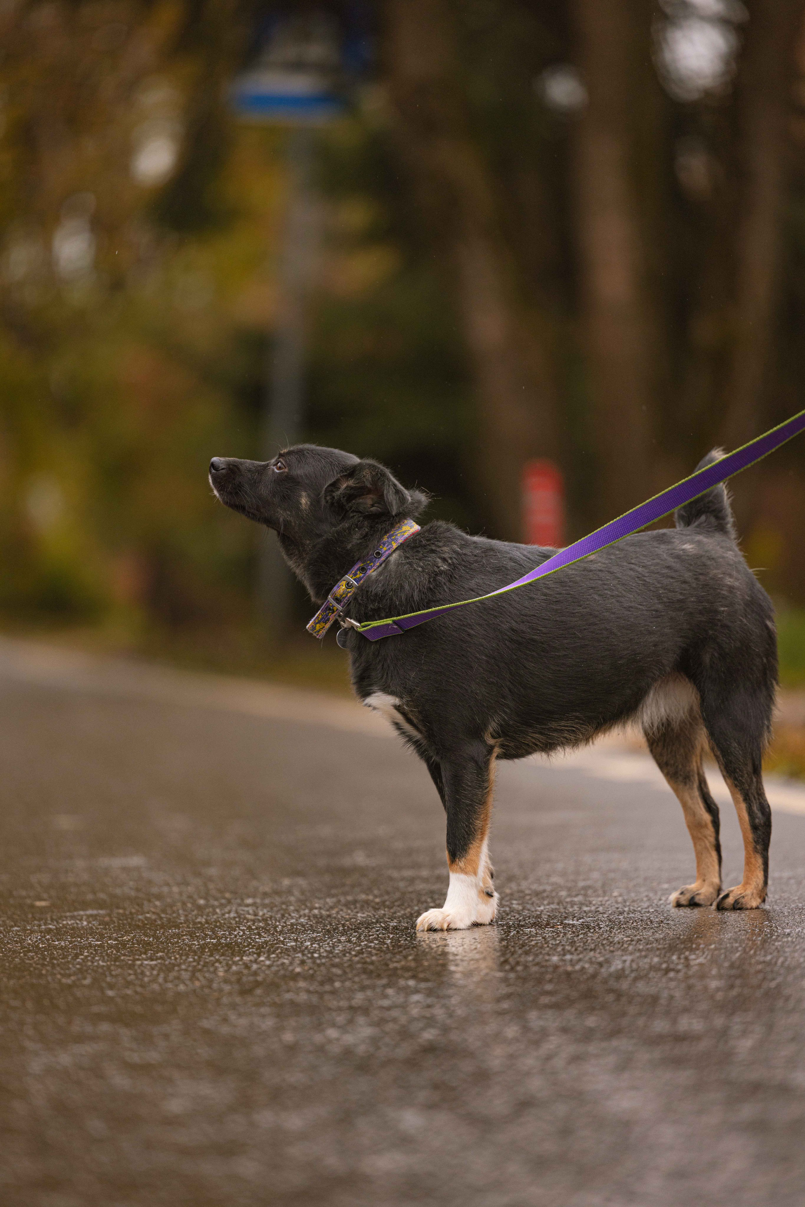 Передержка. Фотограф-анималист в Москве Лера Черноног