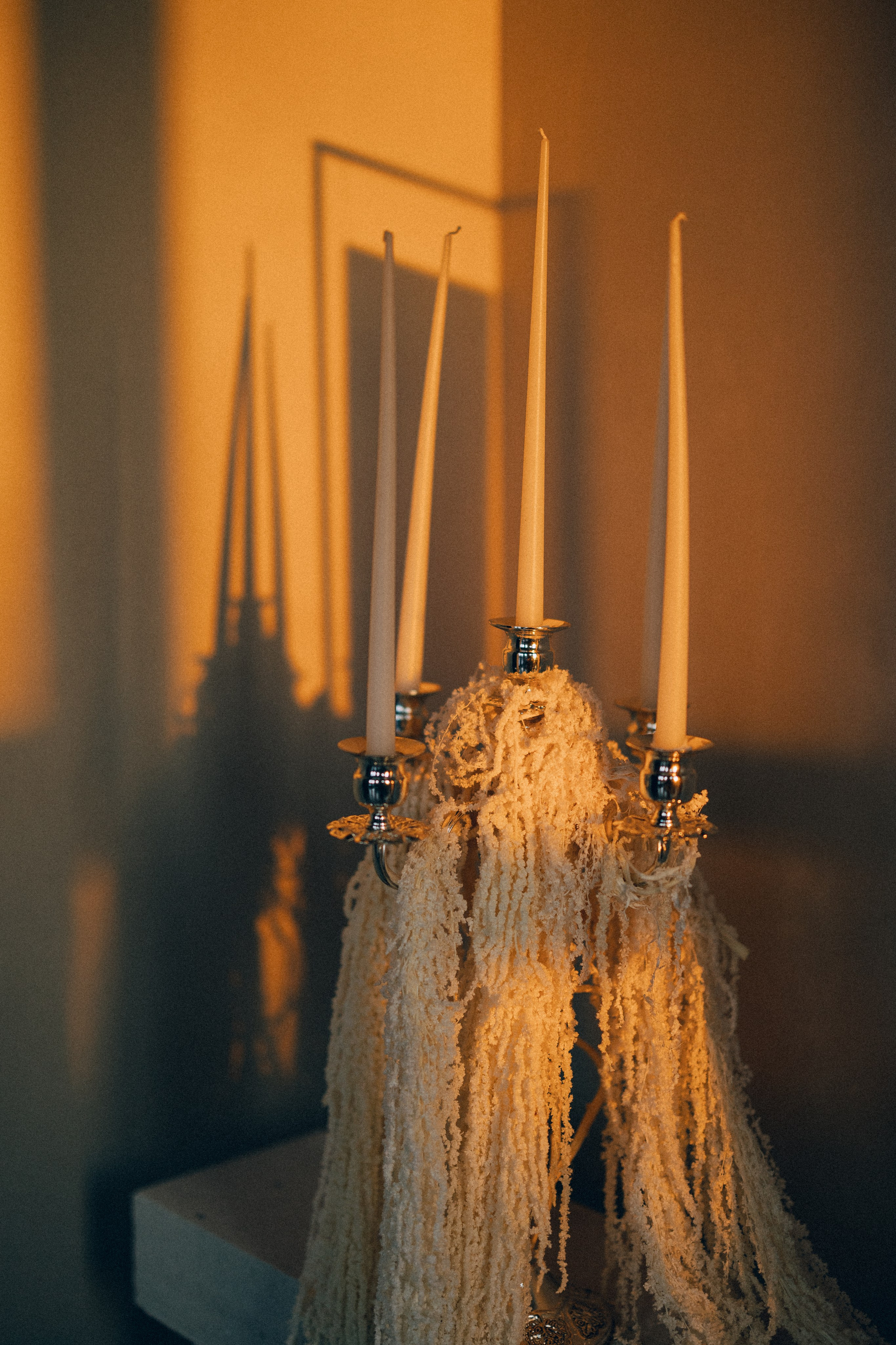 Dandelions. Daria Chigintseva Photographer