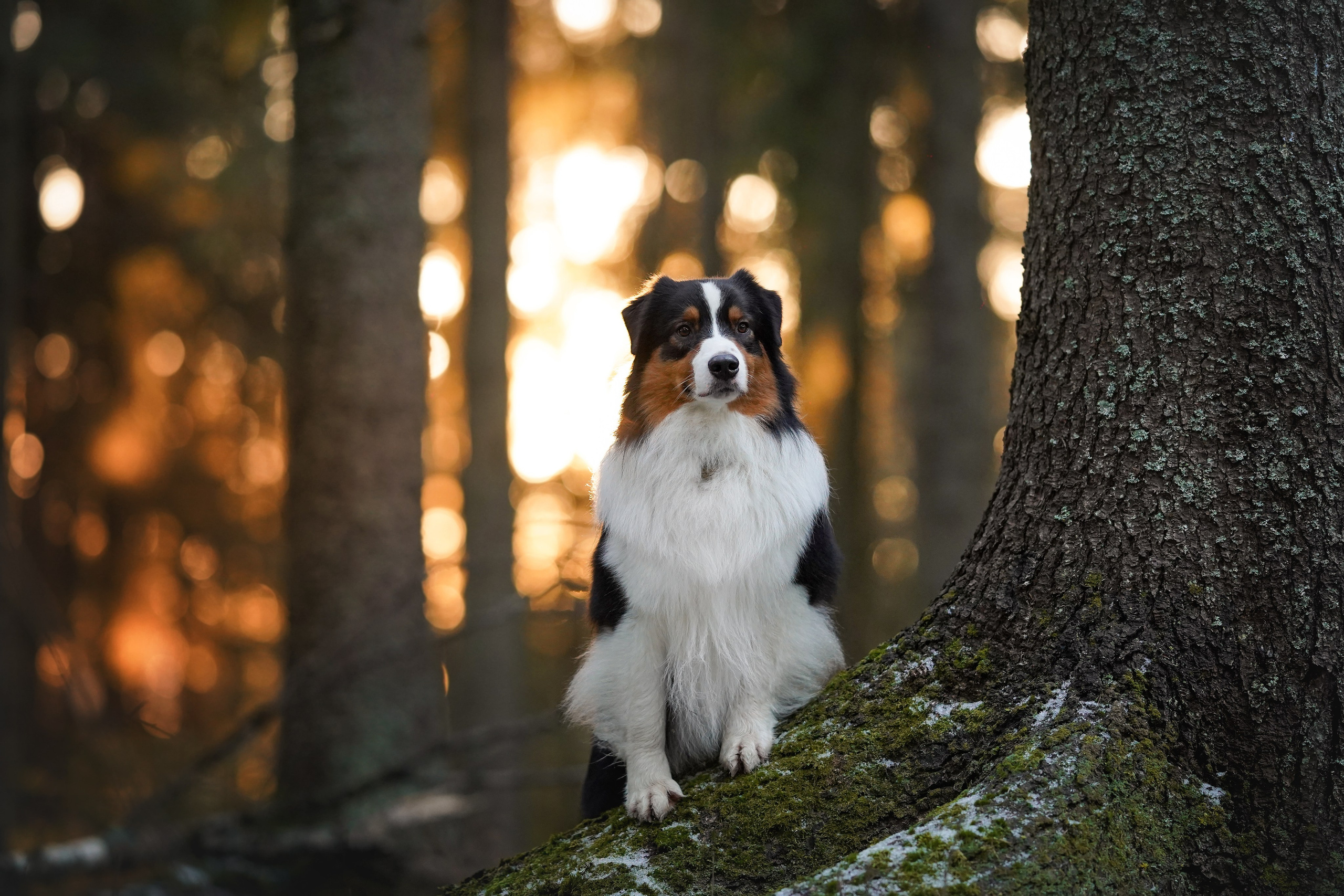 Бэст Айла и Панда. Фотограф-анималист в Санкт-Петербурге Яна Мартынова