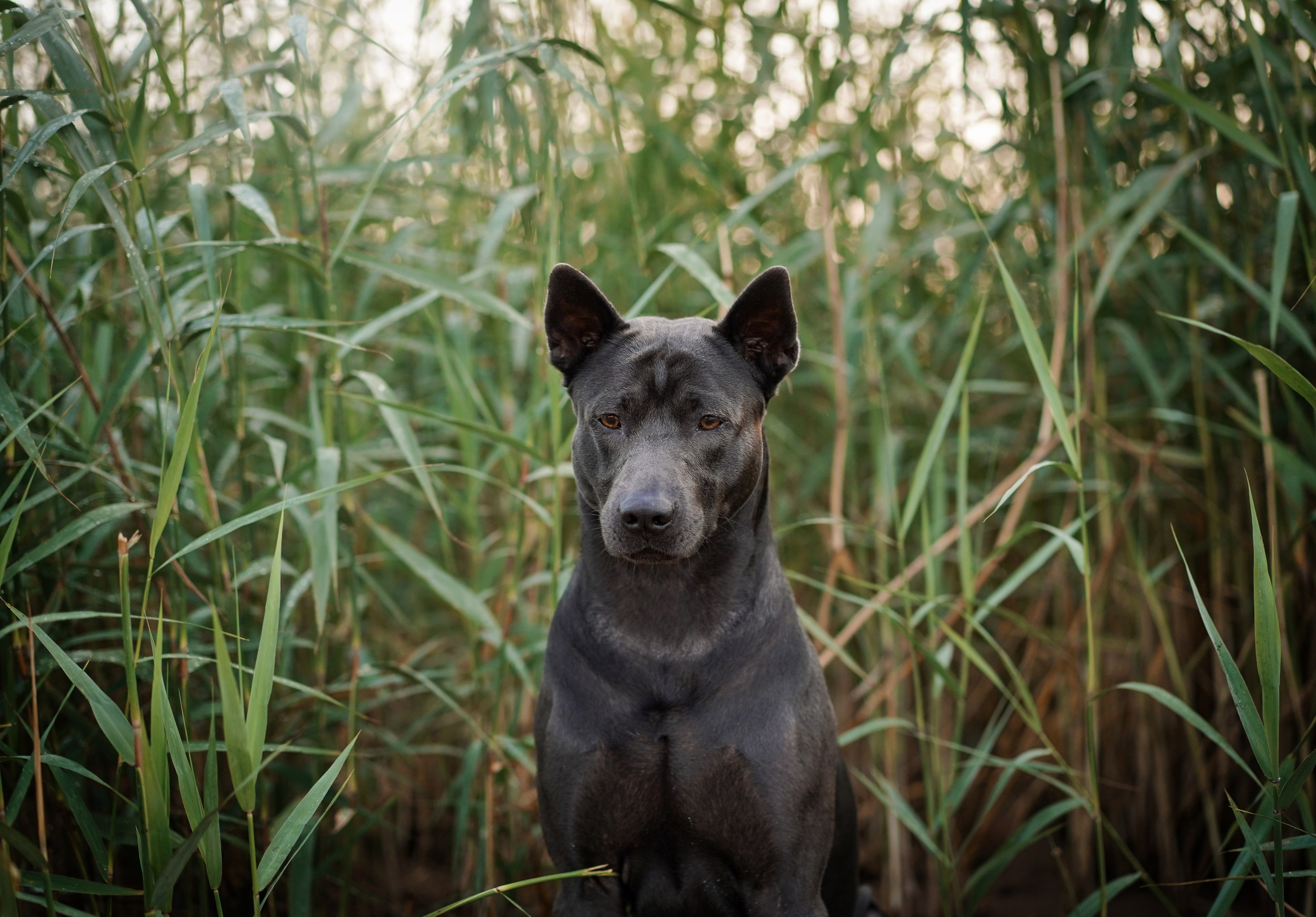 Вероника и Адам. Фотограф-анималист в Санкт-Петербурге Яна Мартынова