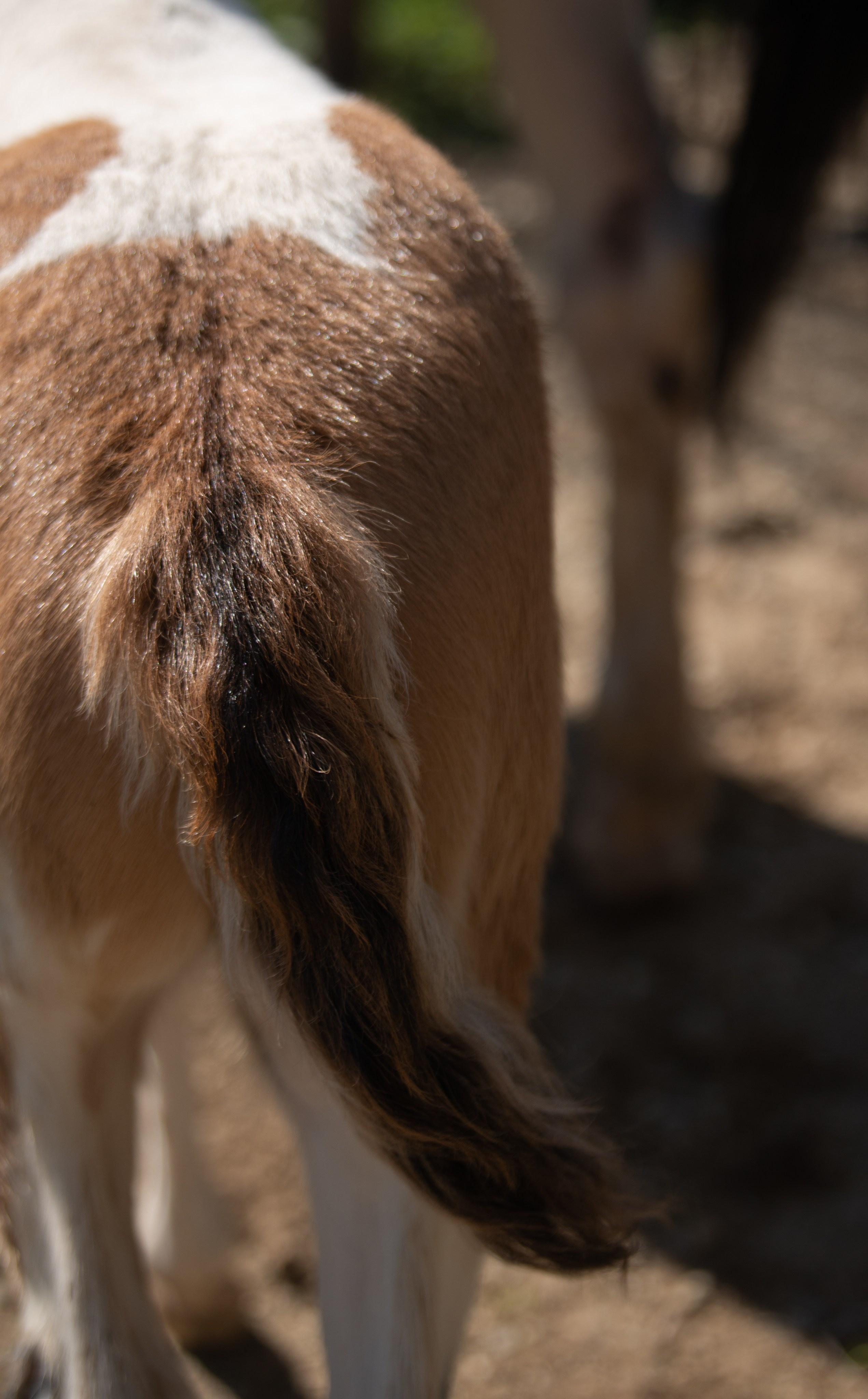 Жеребёнок Митяй. Конный фотограф в Саратове Юлия Иванова