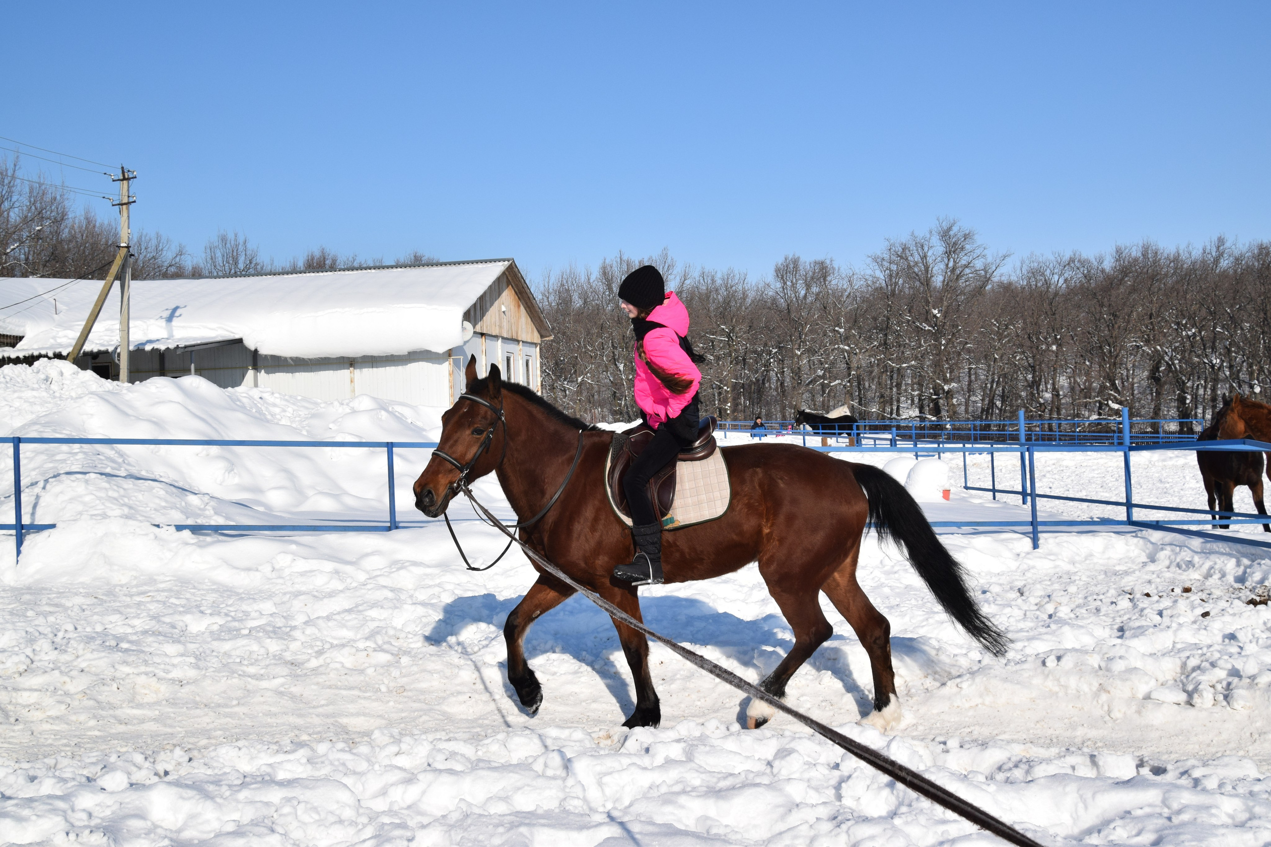 Конная прогулка. Конный фотограф в Саратове Юлия Иванова