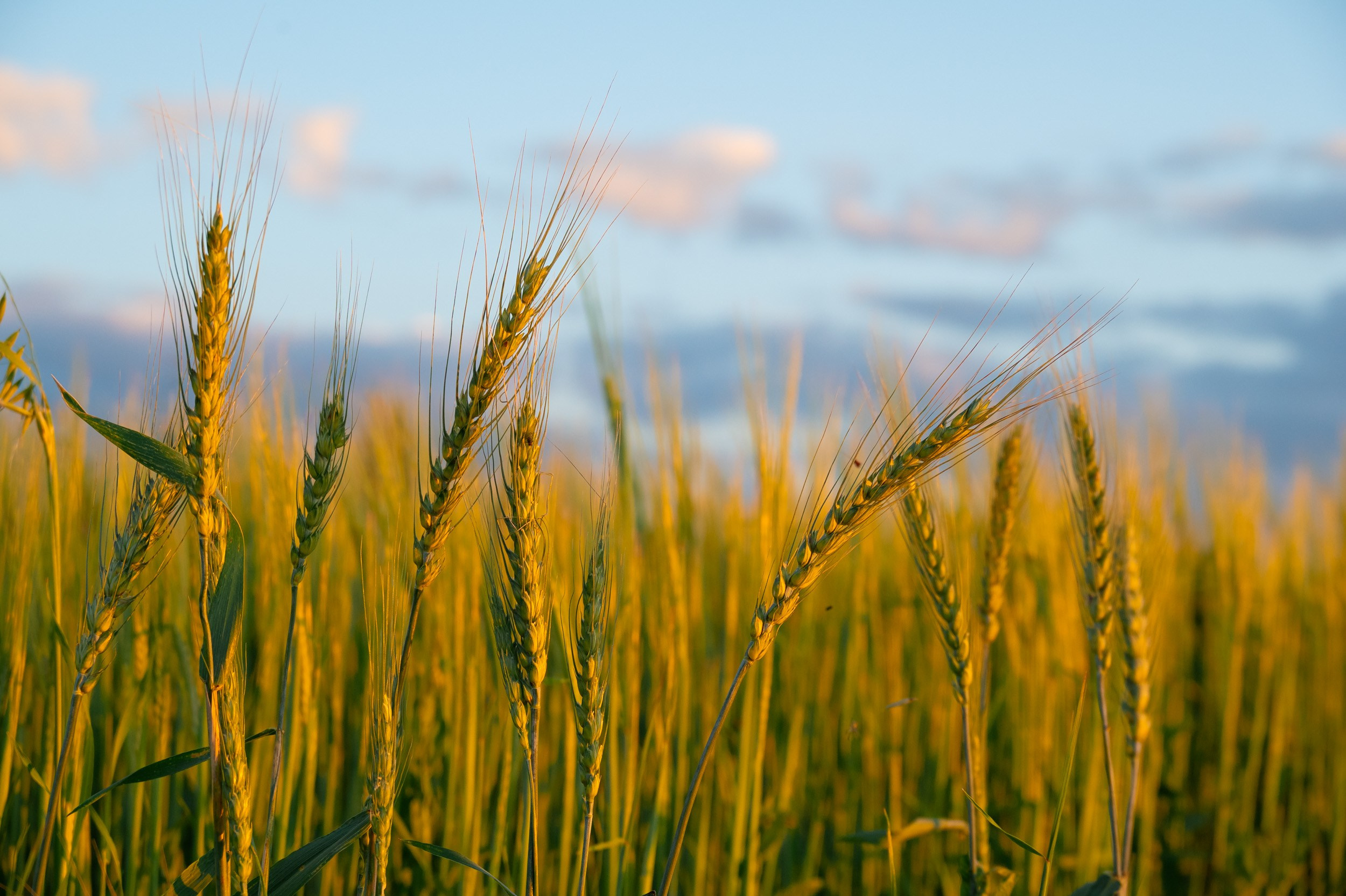 Куликово поле. Фотограф и видеооператор в Туле | Даниил Рыбак