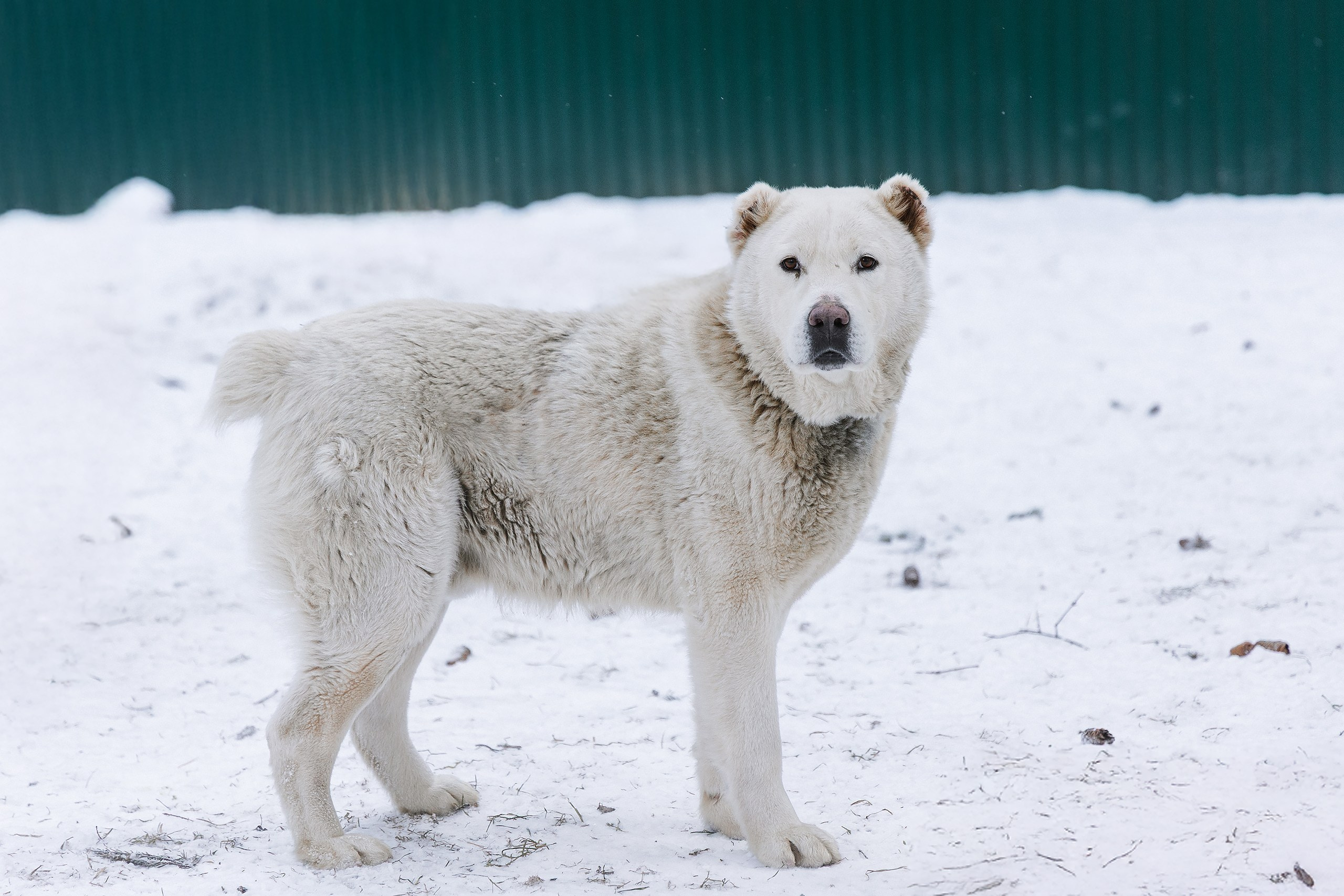 Пиар. Фотограф Ирина Астор