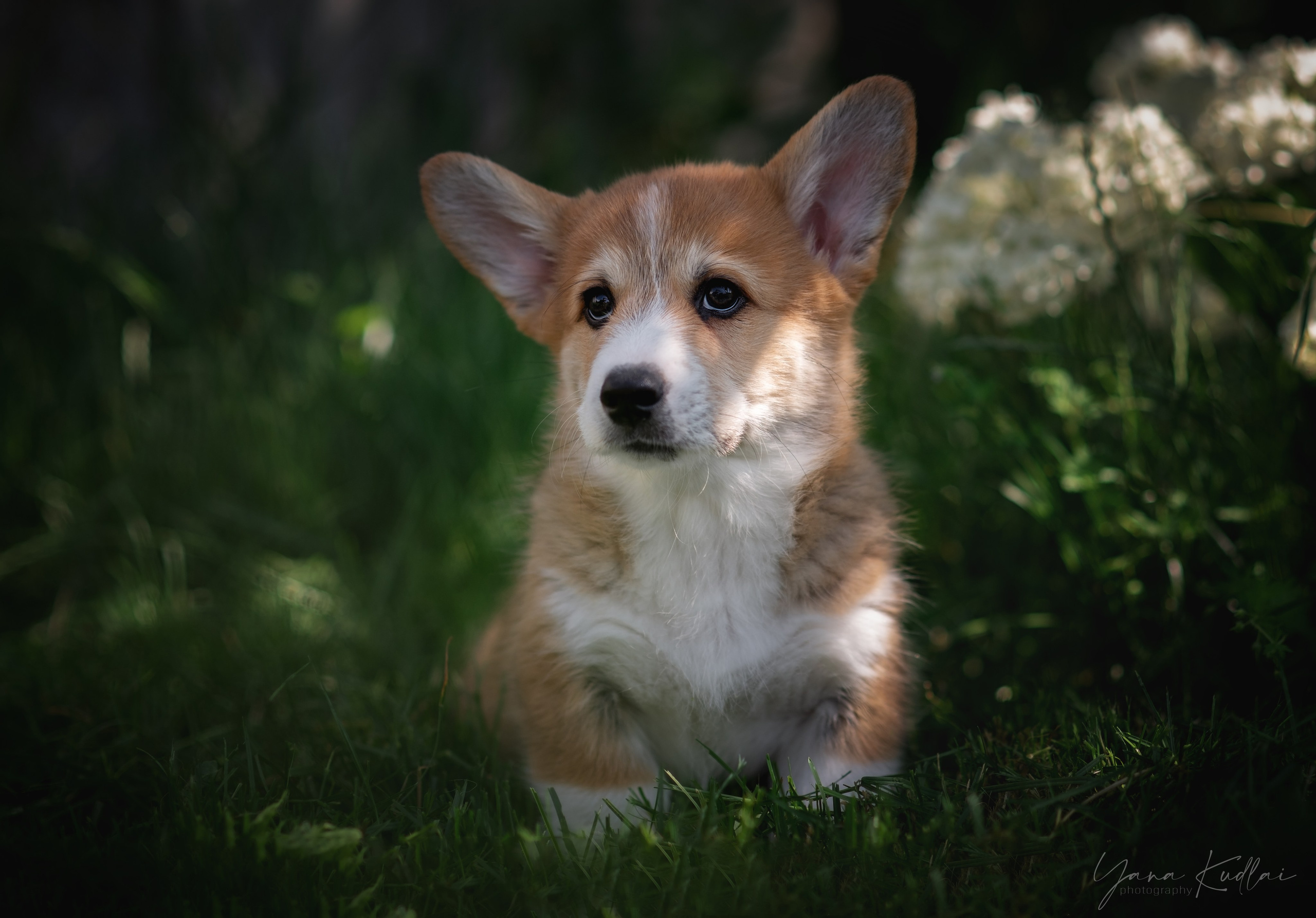Малышарики корги). Фотограф анималист Ставрополь Яна Кудлай