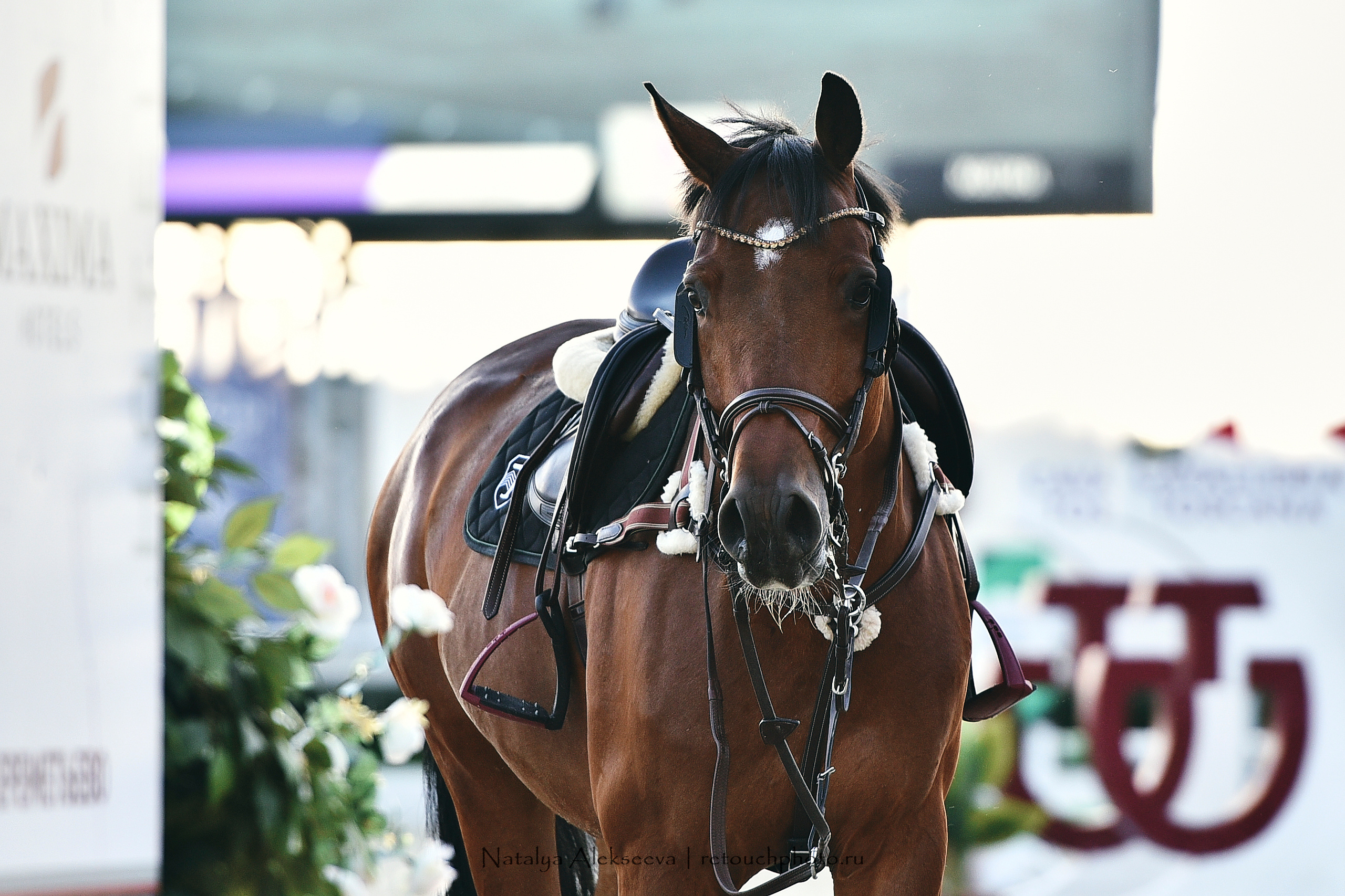 Командный Кубок Maxima Masters Team, Maxima Stables | 07'2020. Репортажный фотограф и ретушер в Москве Наталья Алексеева