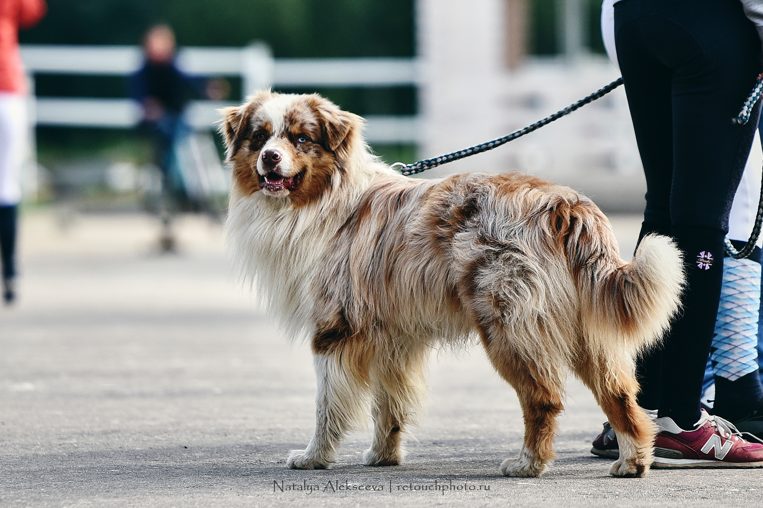 Командный Кубок Maxima Masters Team, Maxima Stables | 07'2020. Репортажный фотограф и ретушер в Москве Наталья Алексеева