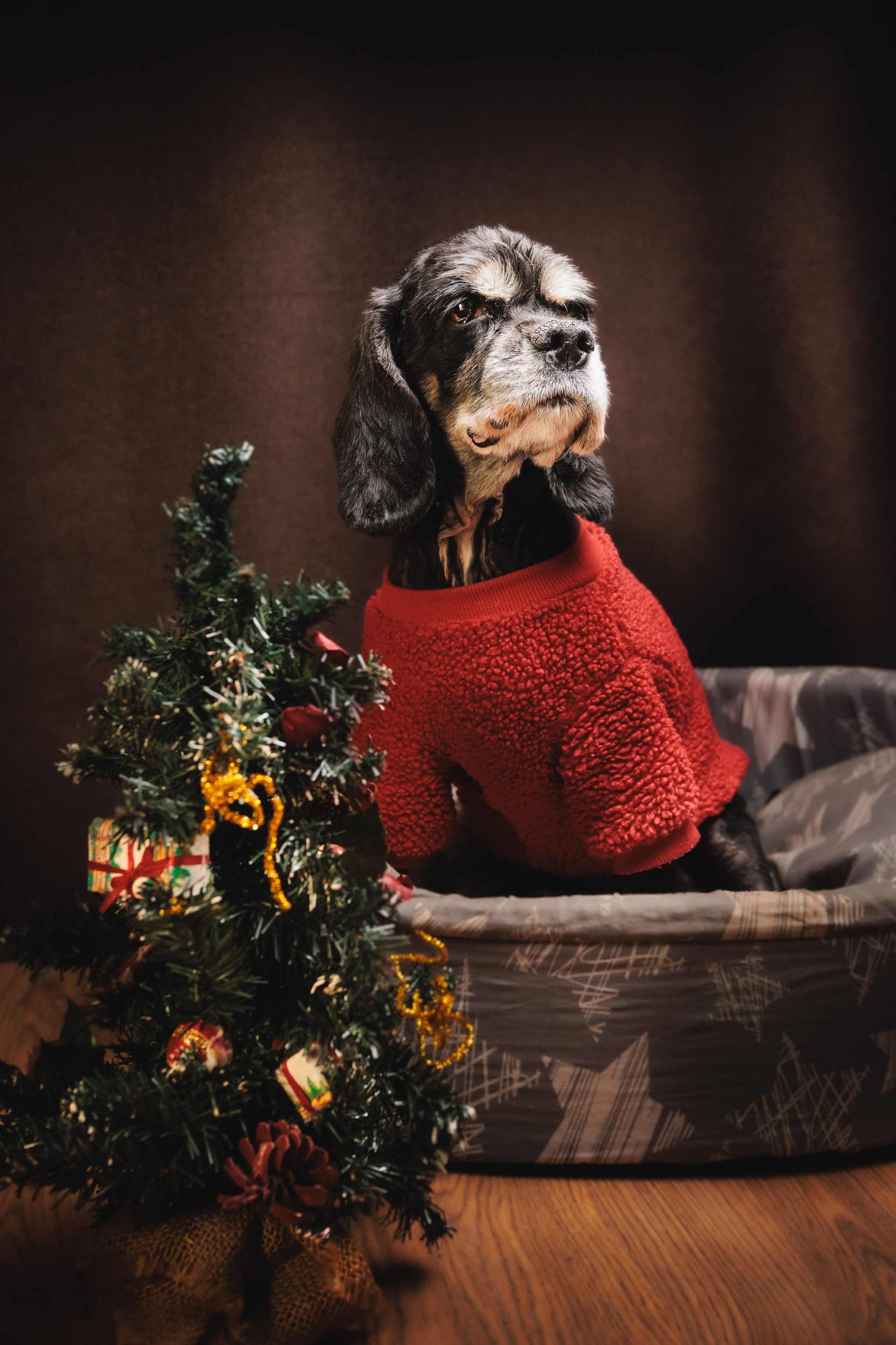 Портреты ваших питомцев. Коммерческий, рекламный фотограф в Уфе Сергей Крайкин