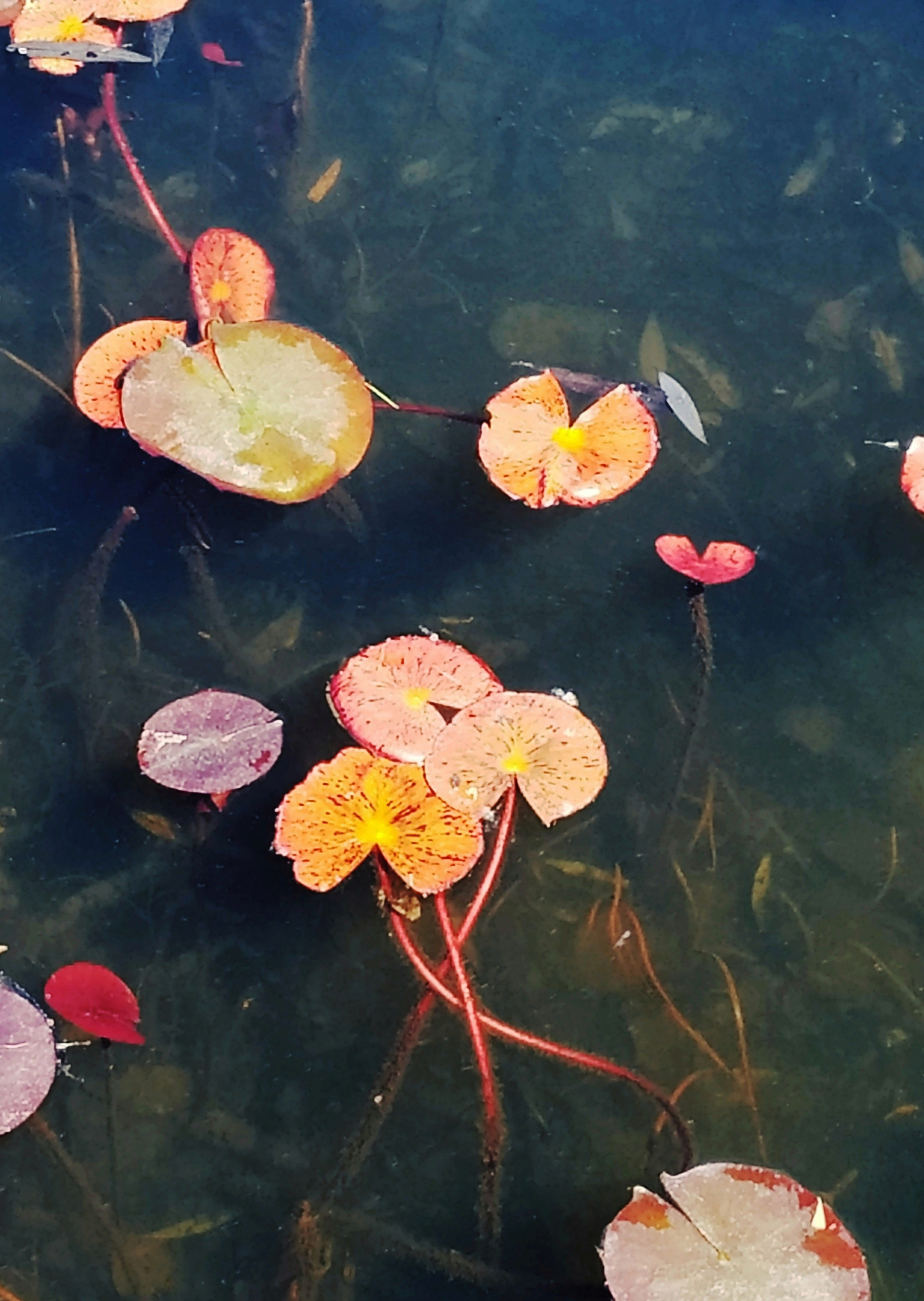 Лилия осень II. Предметная фотография. Москва