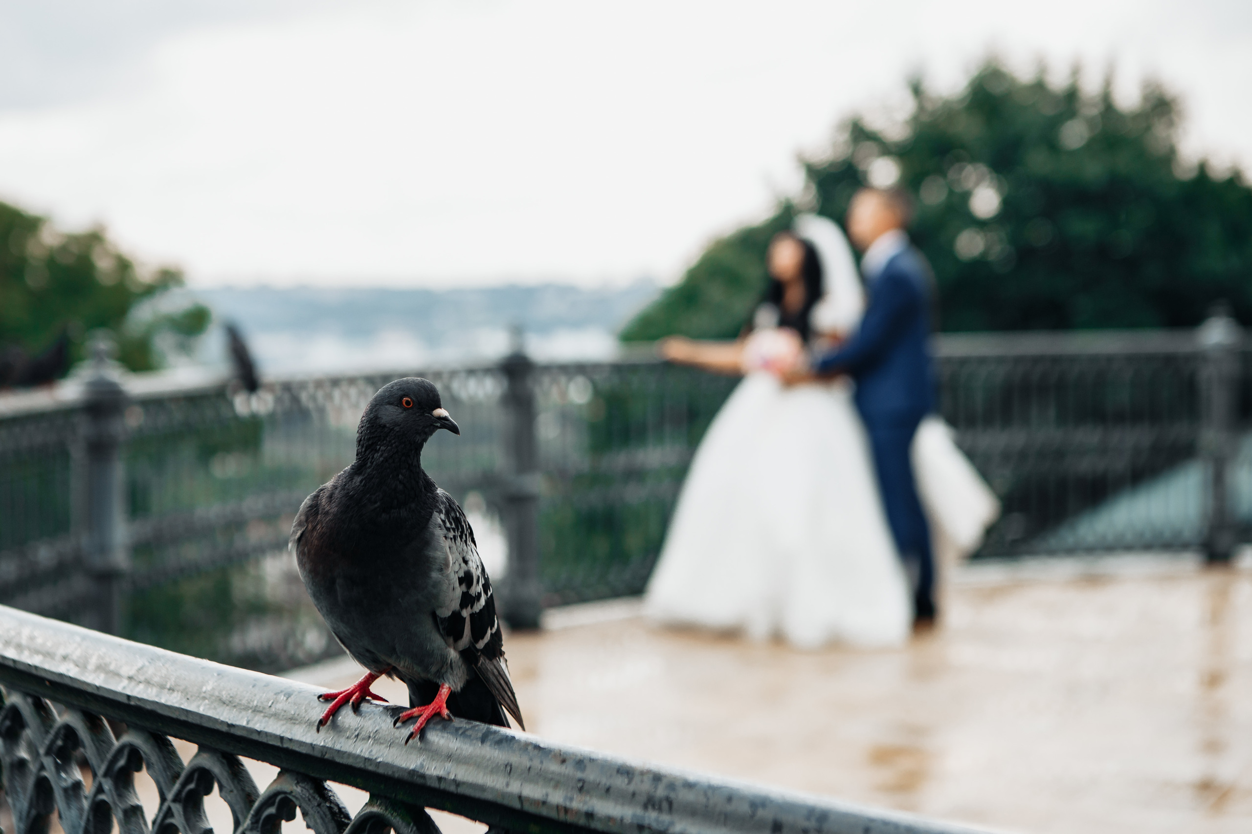 Свадьба Ксения и Евгений. Свадебный фотограф Вашкевич Денис