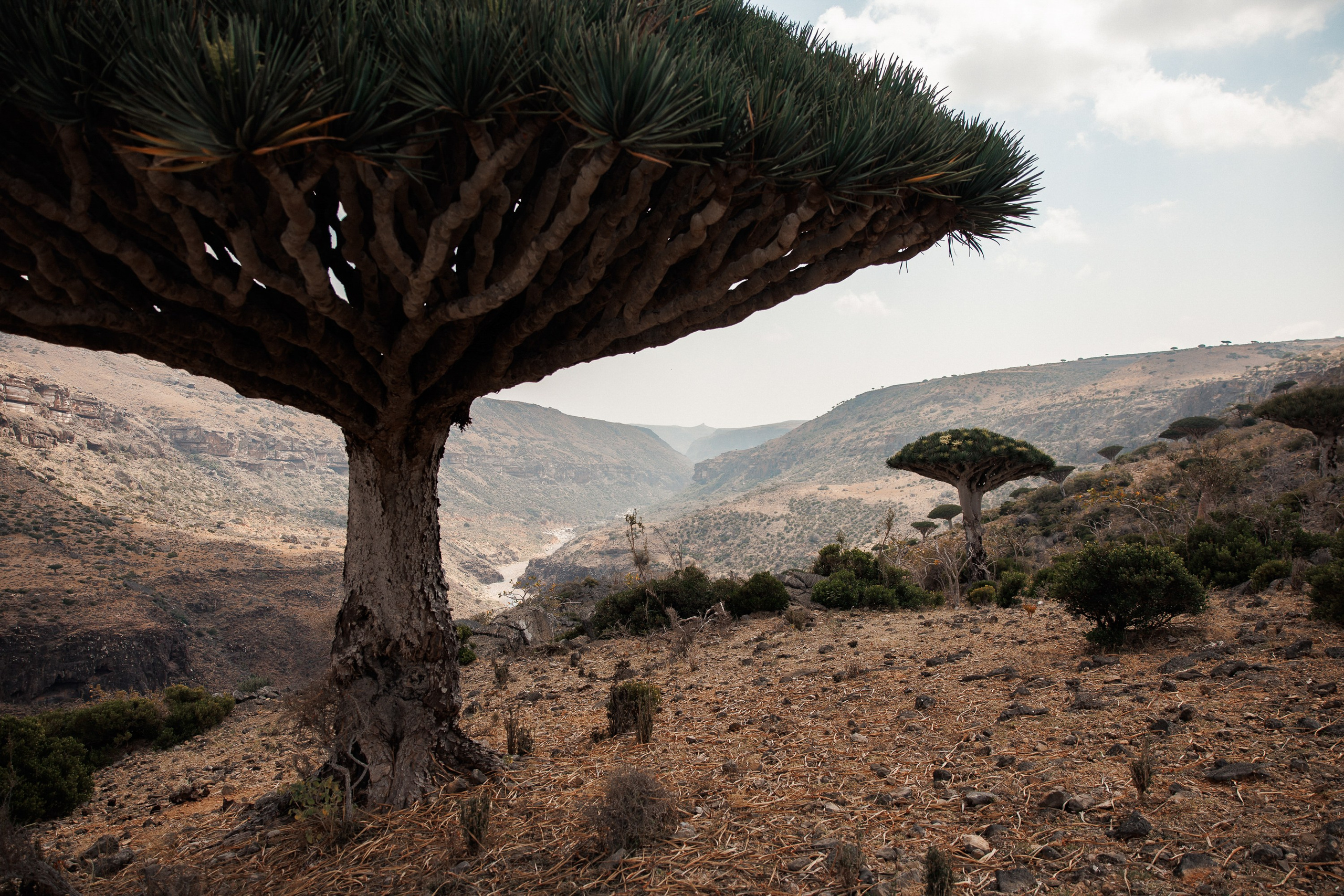 Socotra