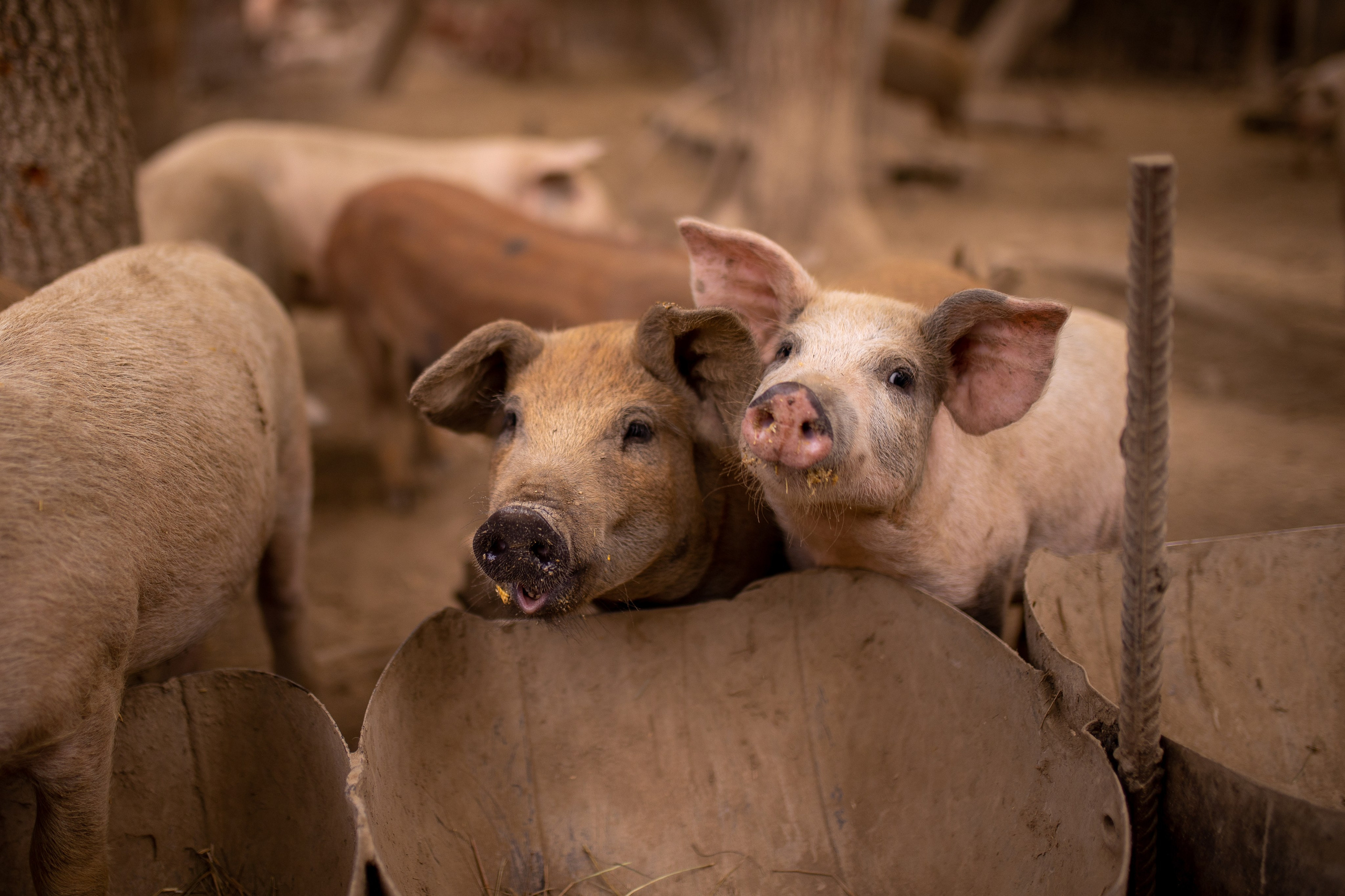 ЦВЕТНЫЕ ФОТОГРАФИИ. Никита Аничкин фото и видео оператор из России