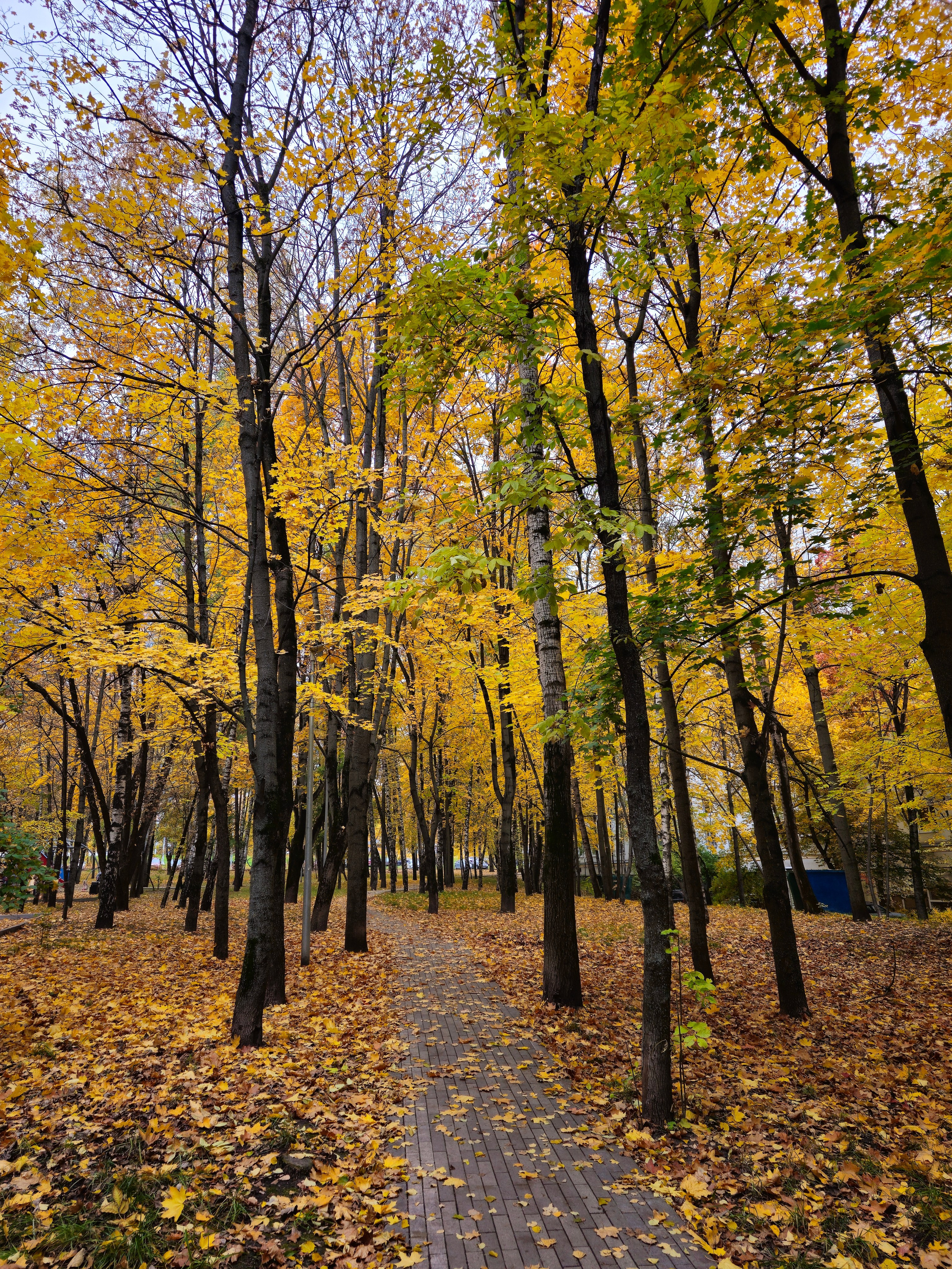 Прогулка по осенней аллее, усыпанной листьями. Короткое видео, снятое вдоль пешеходной аллеи, вымощенной плиткой, в парке. Аллея окружена деревьями с желтеющей листвой. Земля покрыта опавшими золотистыми листьями.  