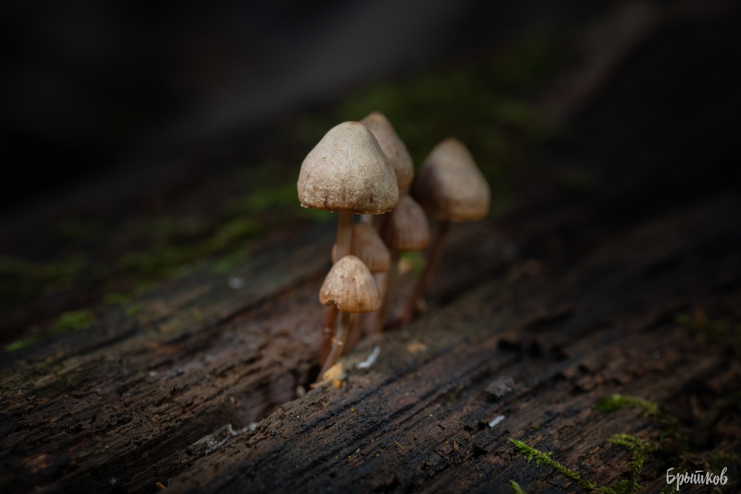 Макрофото. Николай Брытков — фотограф в Туле