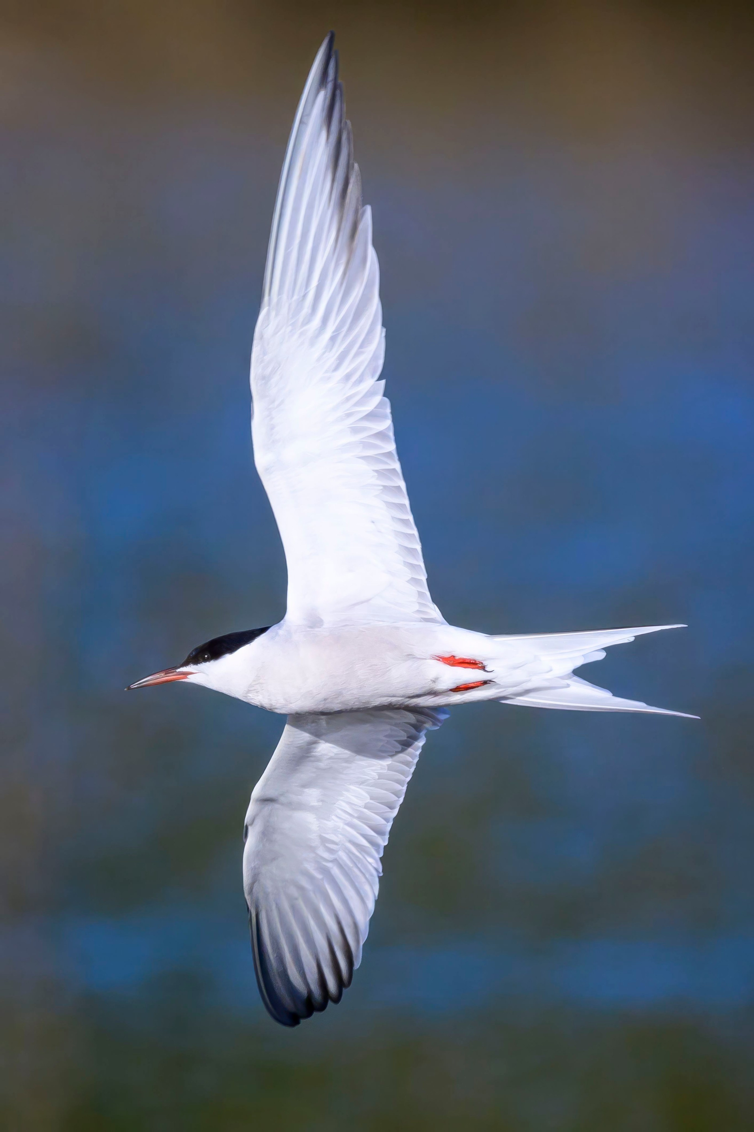 Дмитров. Фотограф Сергей Пупонин