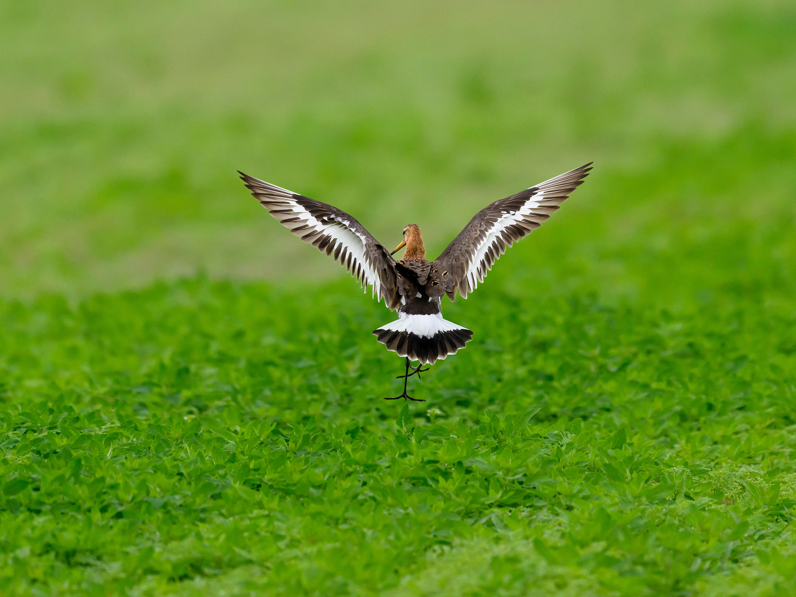 Веретенник. Фотограф Сергей Пупонин