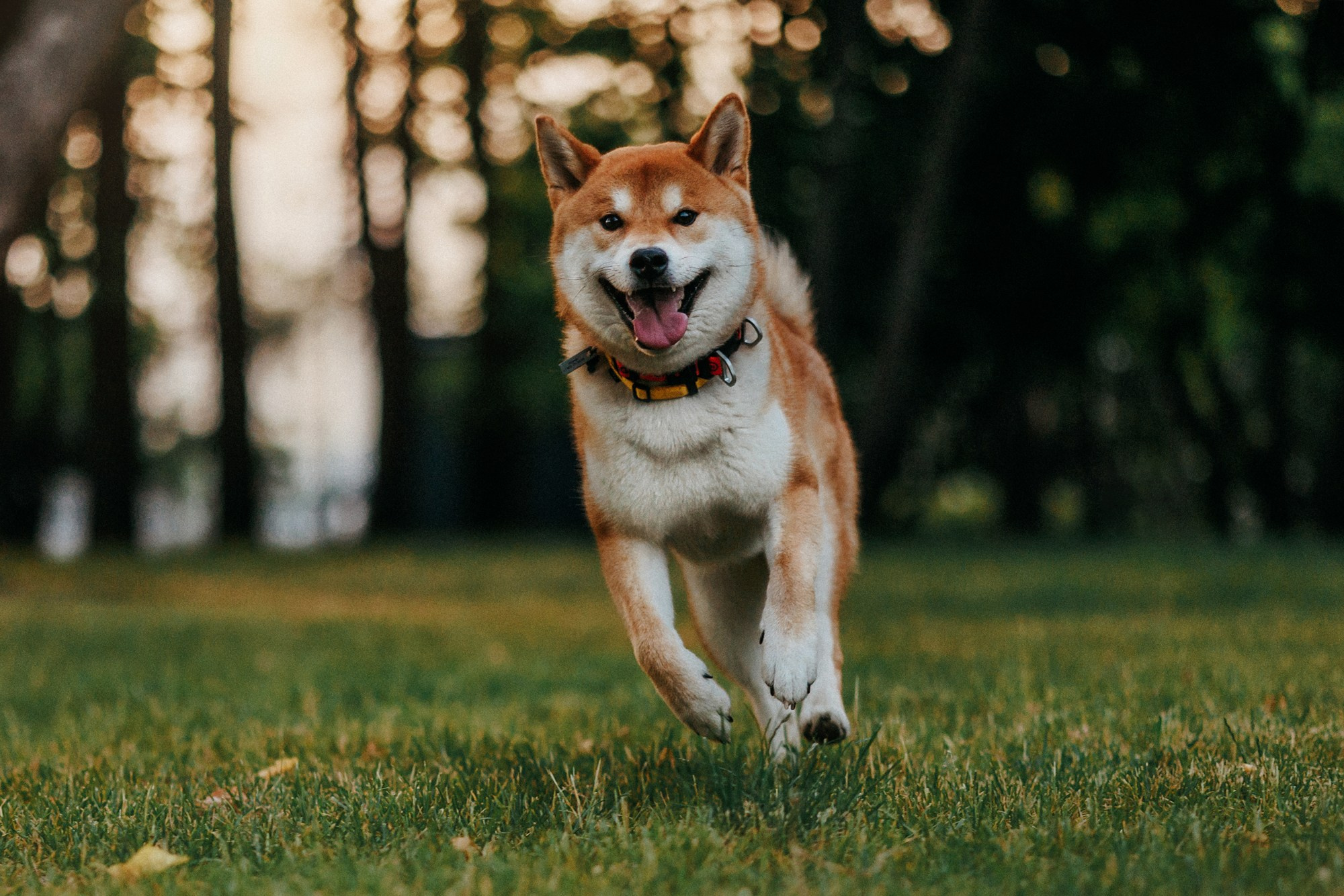 Аня, Влад и Ики. Фотограф-анималист Елена Радченко, Москва