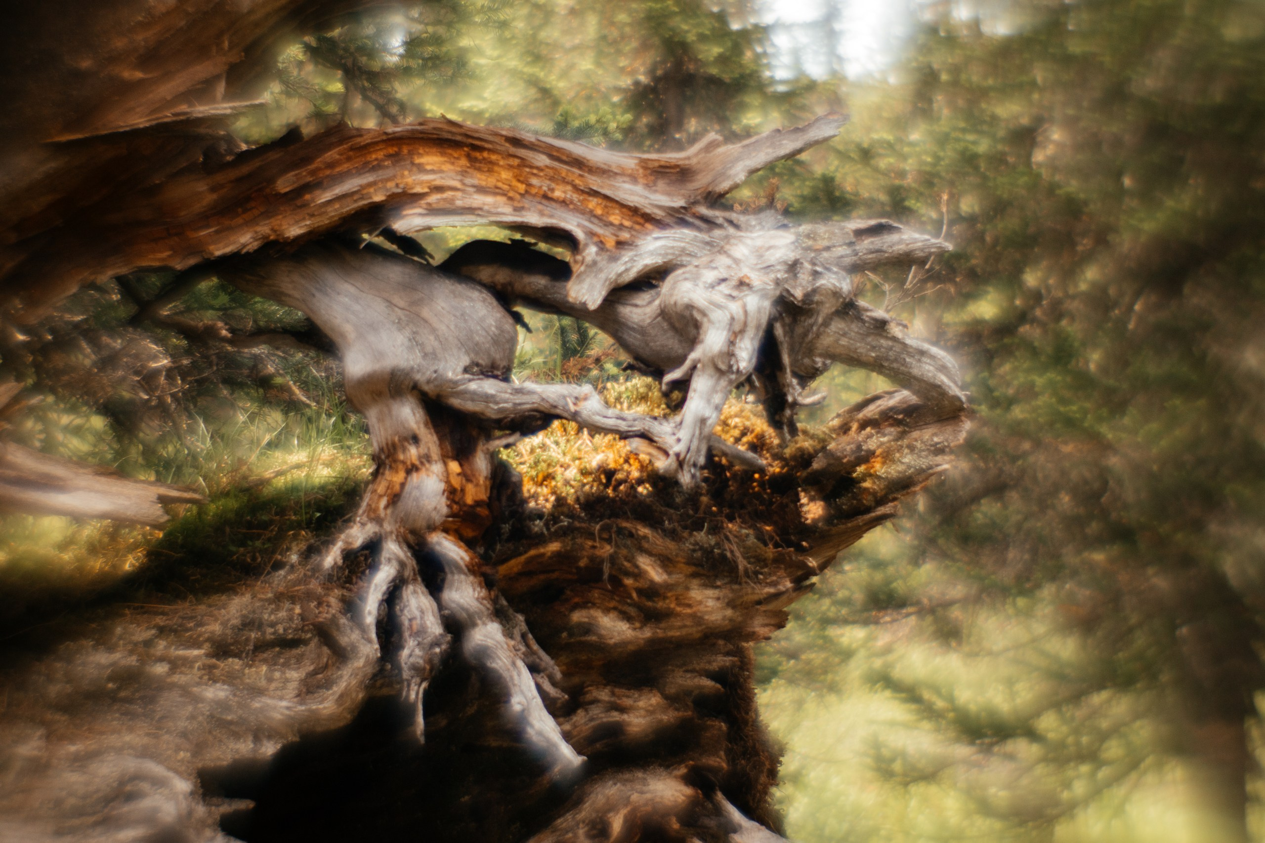 Ловец снов. Фотограф в Красноярске Оксана Корчагина