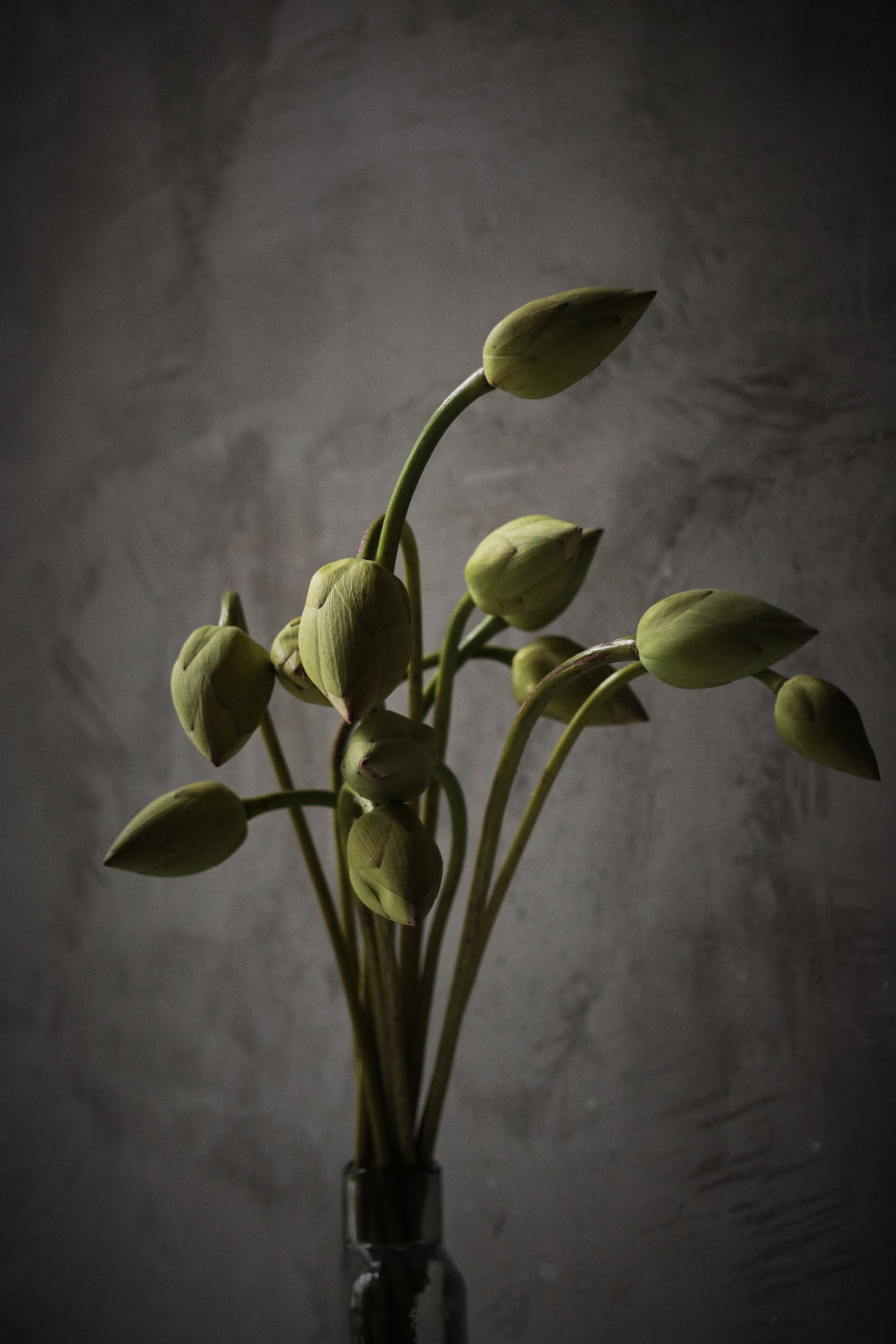 Flowers. Виктория Калугина — фотограф и видеомейкер в Москве