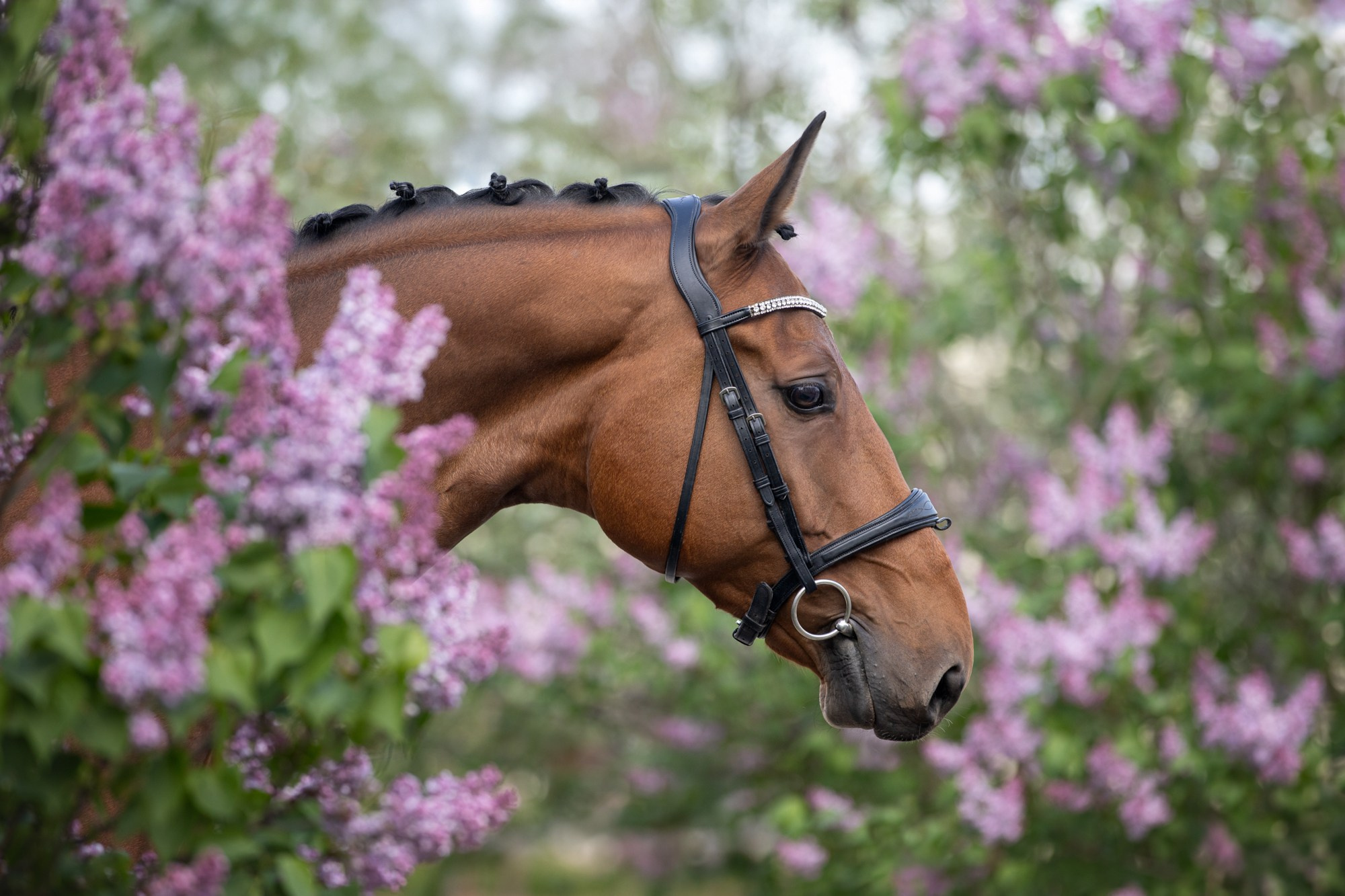 Лошади (разное). ESHE_PHOTO Фотограф в Москве и Московской области