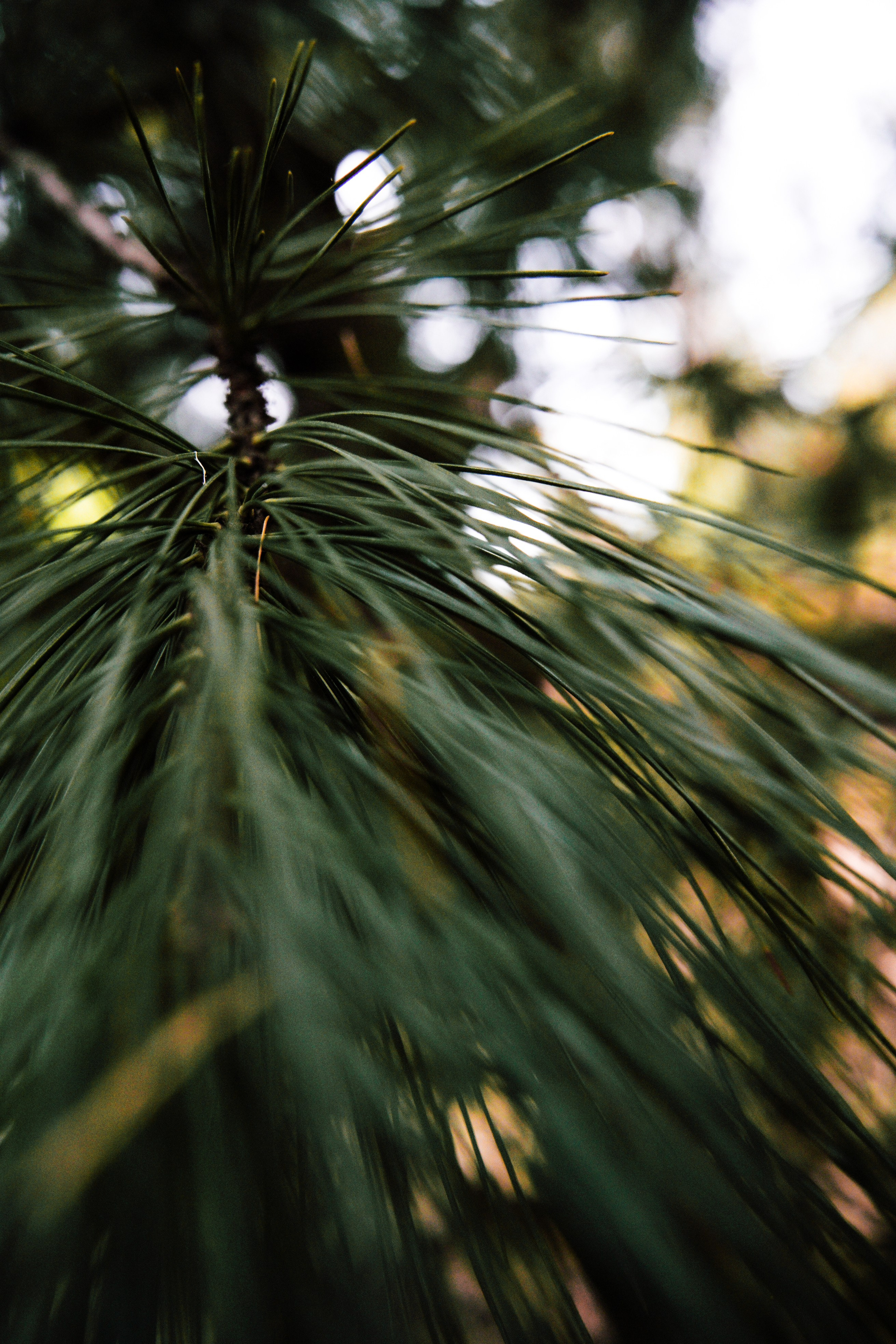 Осень 2025. Фотограф из Москвы — DASHA NOVA | Авторская фотография в разных жанрах