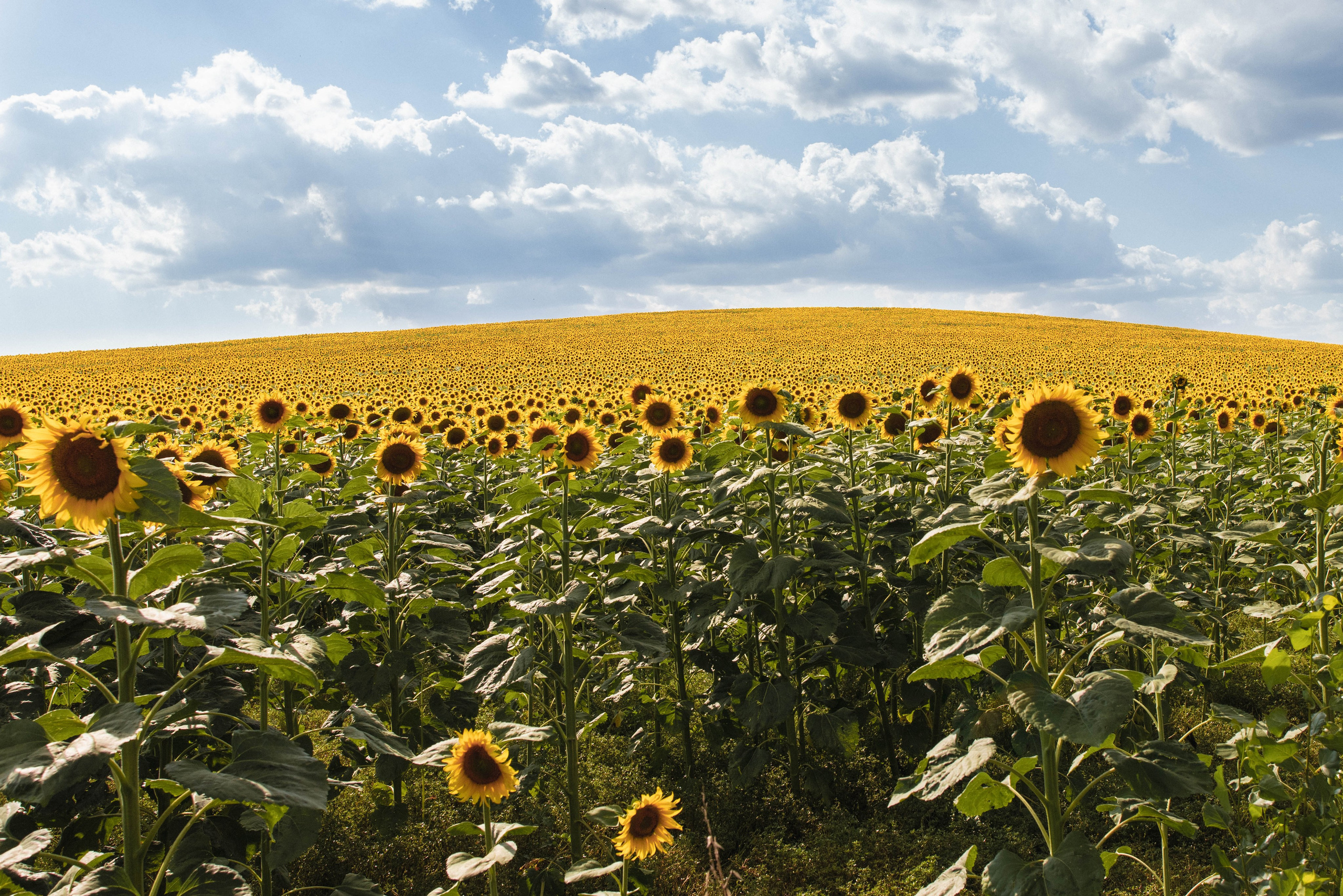 Nature. Артем Корнев Фотограф