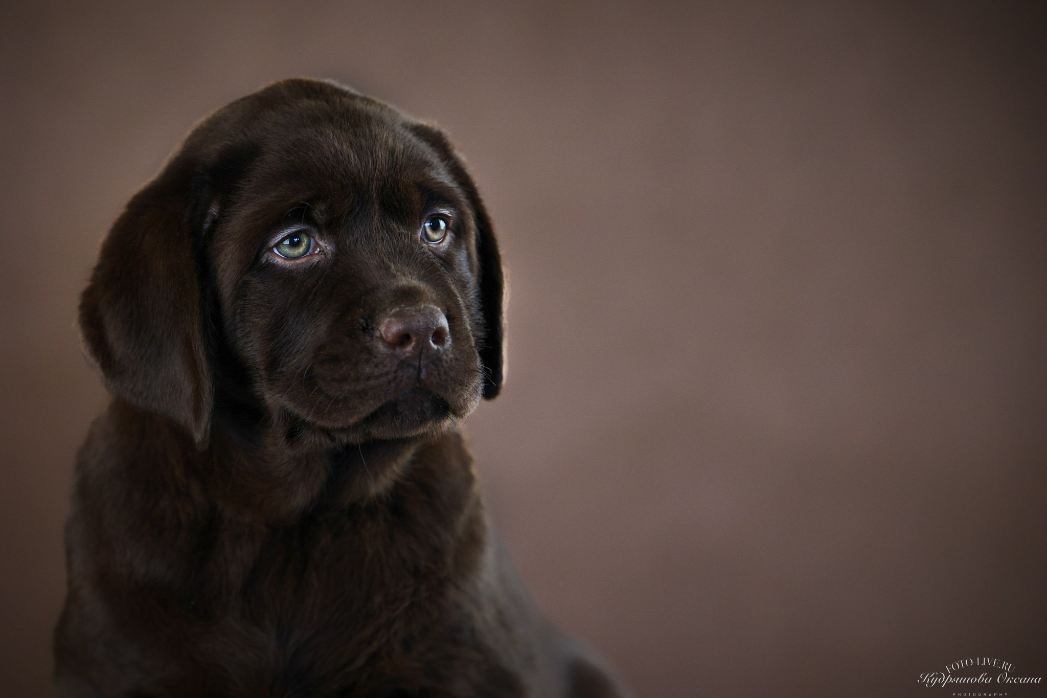 Лабрадоры. Фотограф 📸 анималист, предметный, репортажный