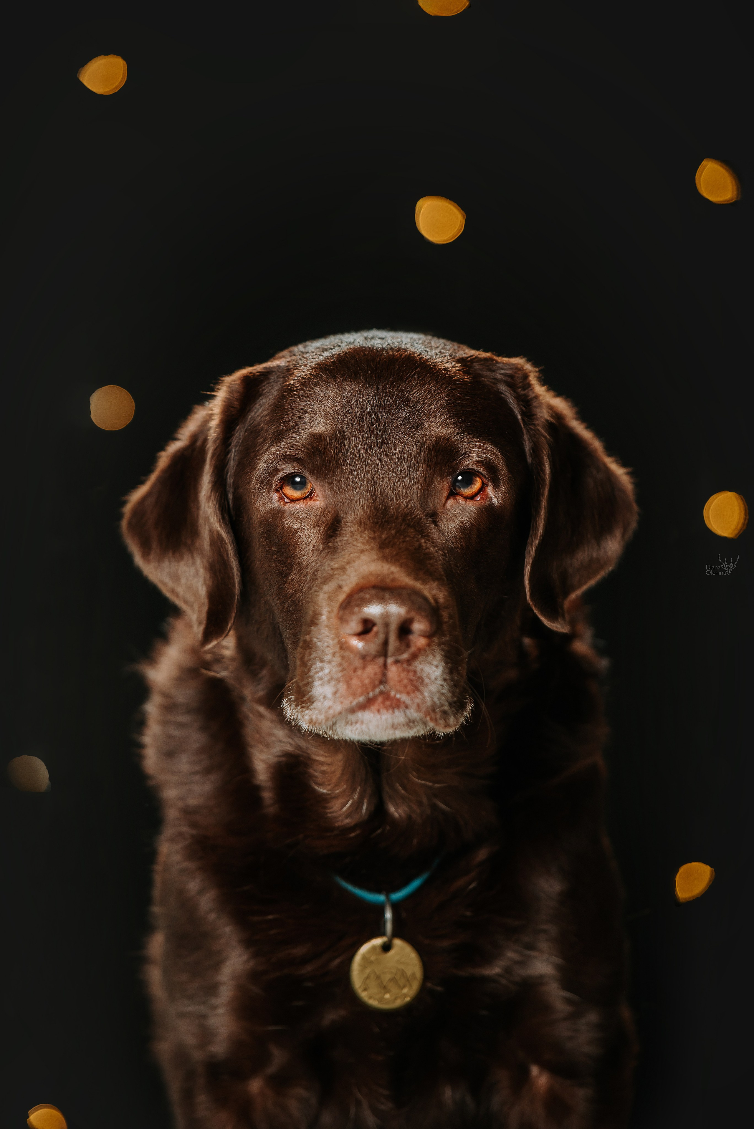 Анималист Братск/Красноярск. Фотограф Диана Оленина Красноярск / Братск