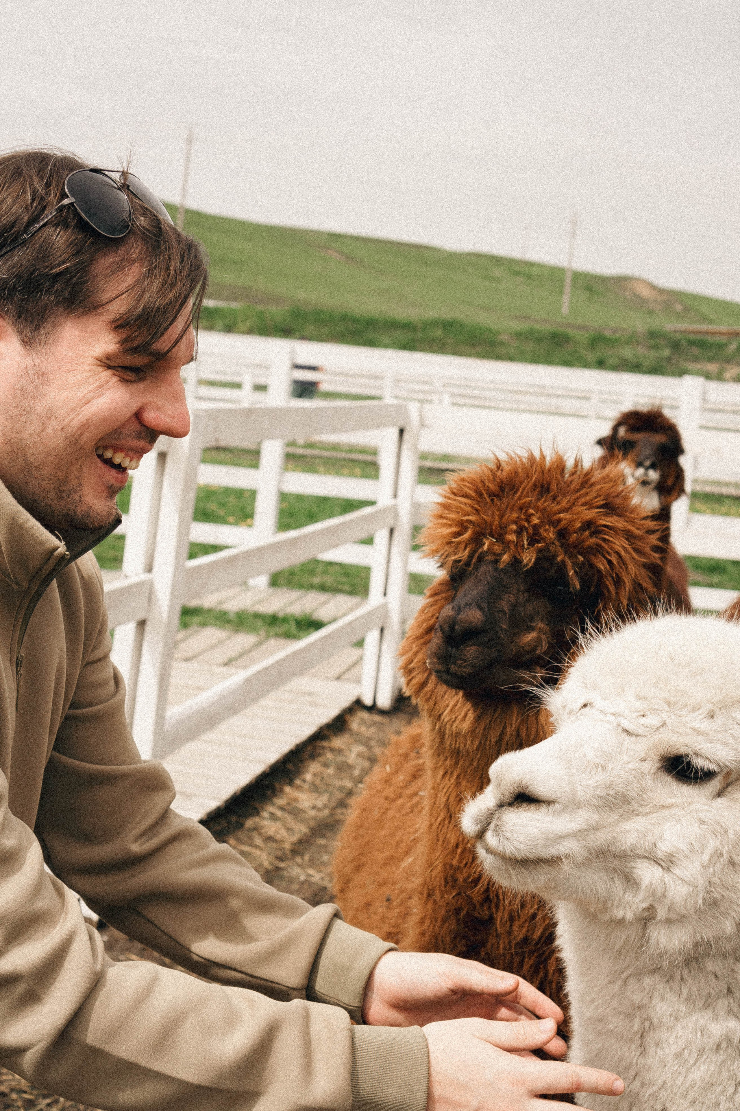 Ферма Альпак. Профессиональный фотограф, Санкт-Петербург — Виктория Богомолова