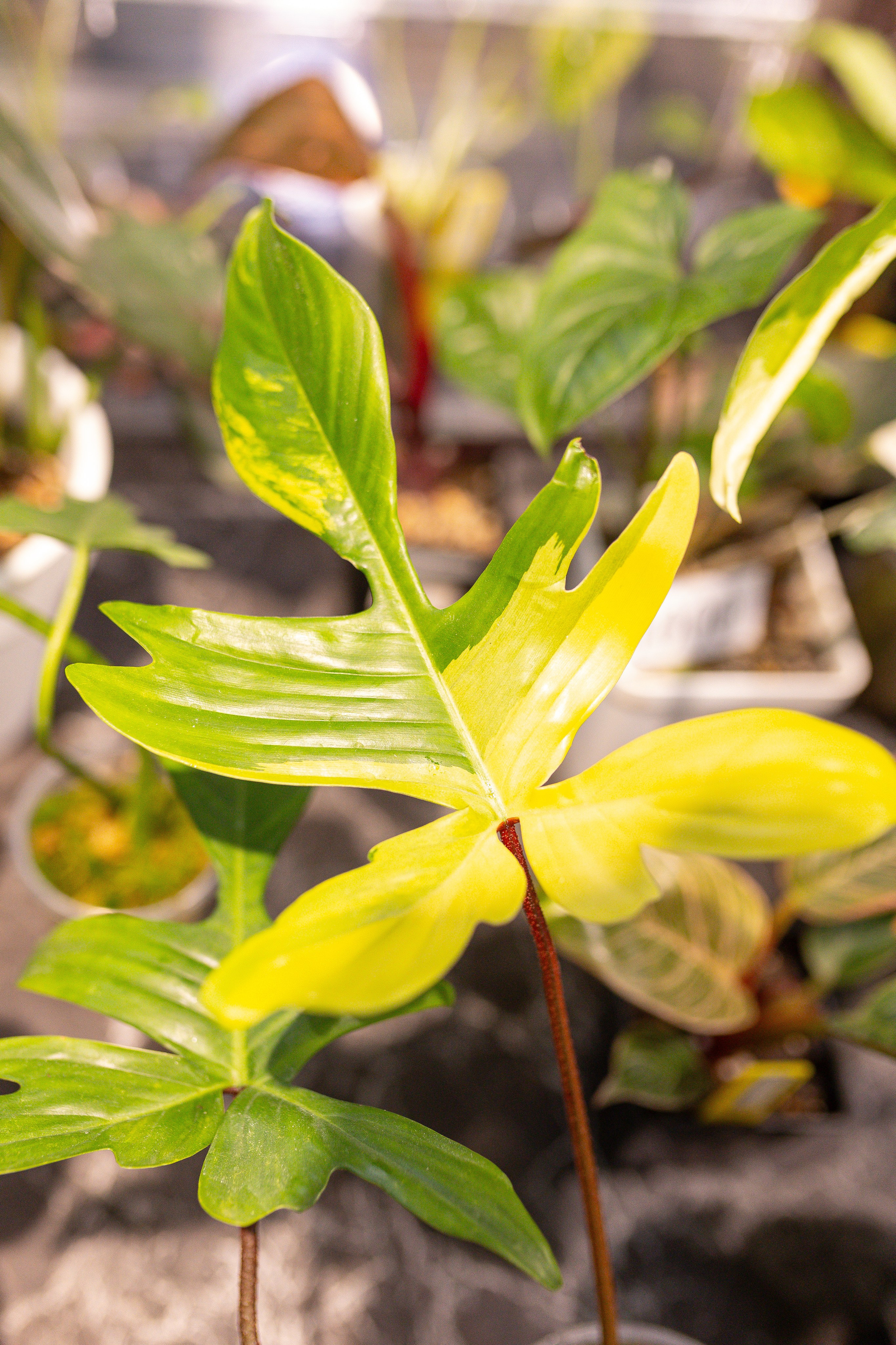Ярмарка Green Rare 20.09.25. Александра Куликова фотограф, Москва