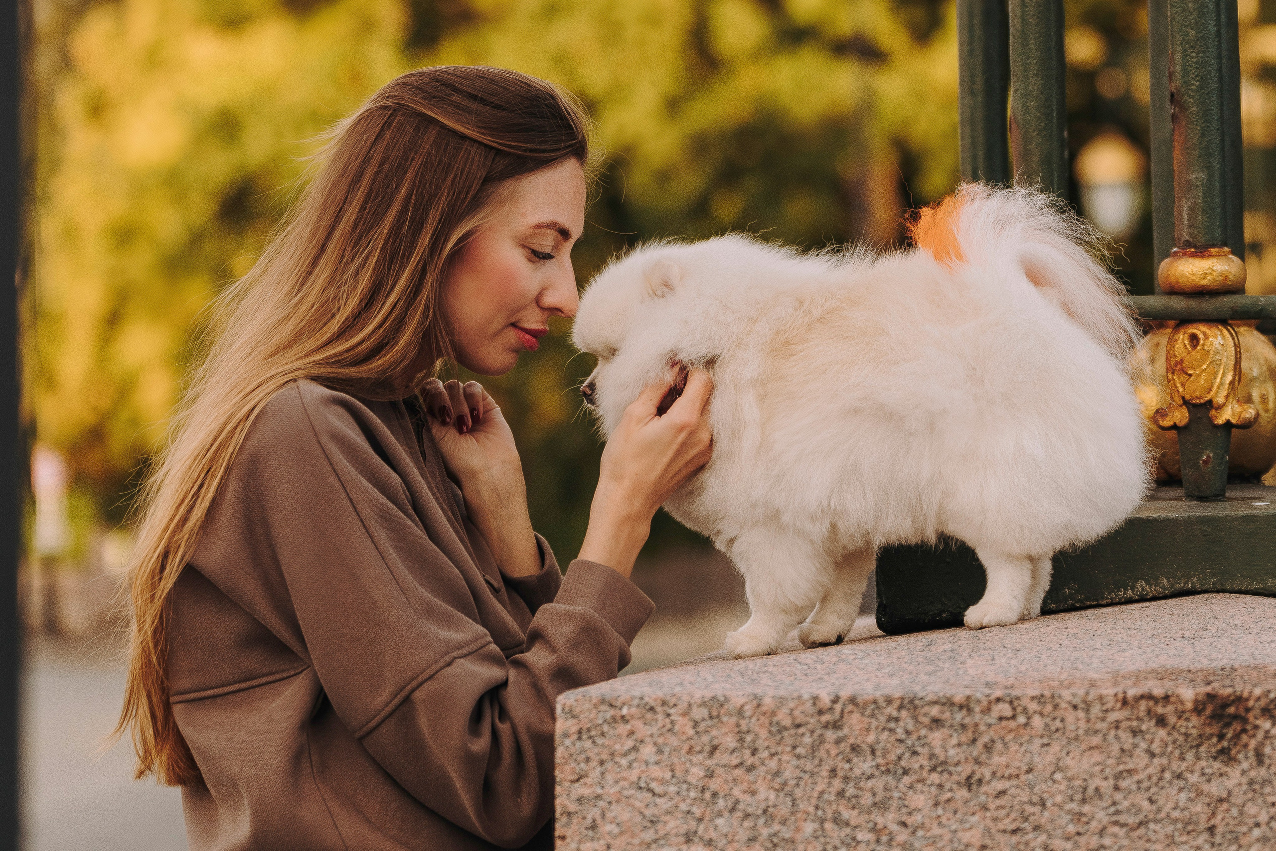 Фотосессия с померанским шпицем. Фотограф анималист в Спб недорого Олеся Майорова