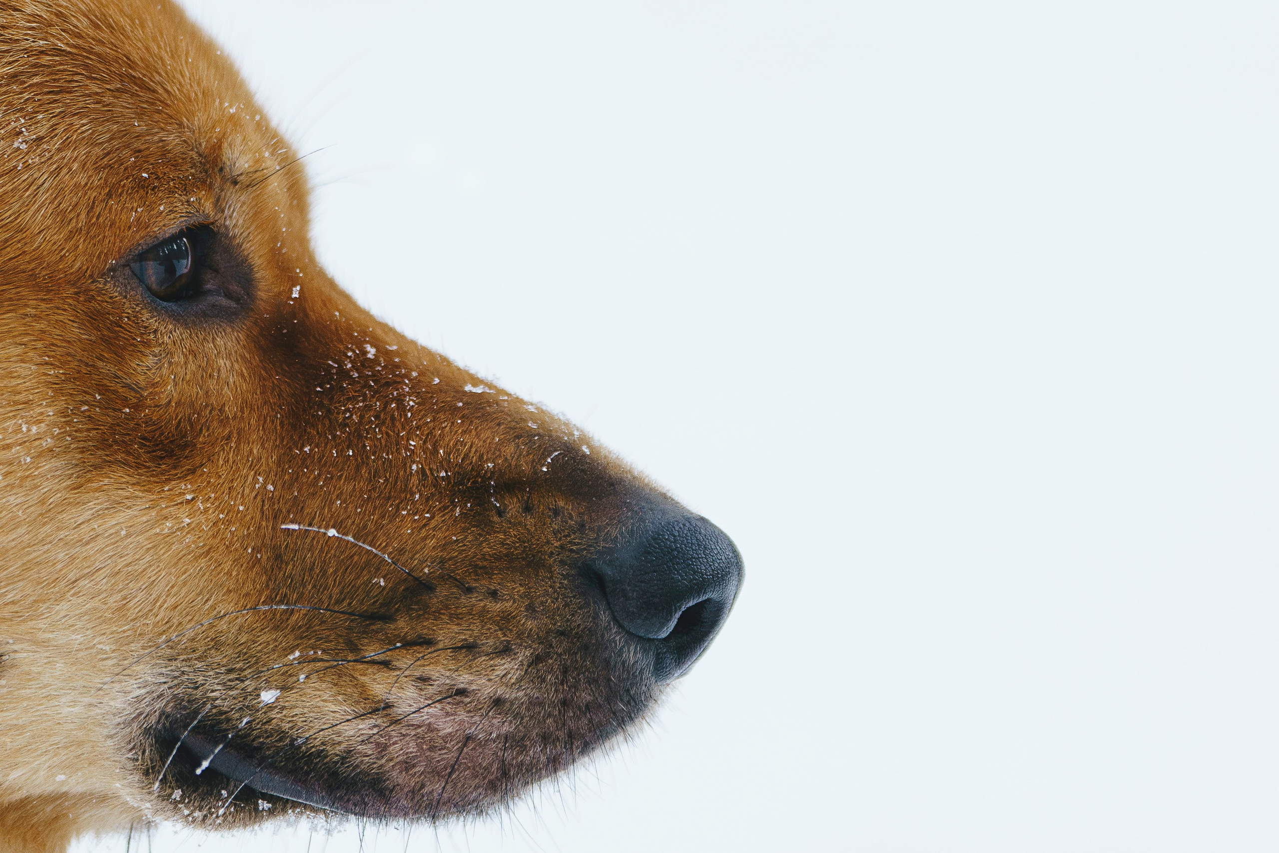 Рэй, Кузя, Ольга и Александр. Фотограф анималист в Спб недорого Олеся Майорова