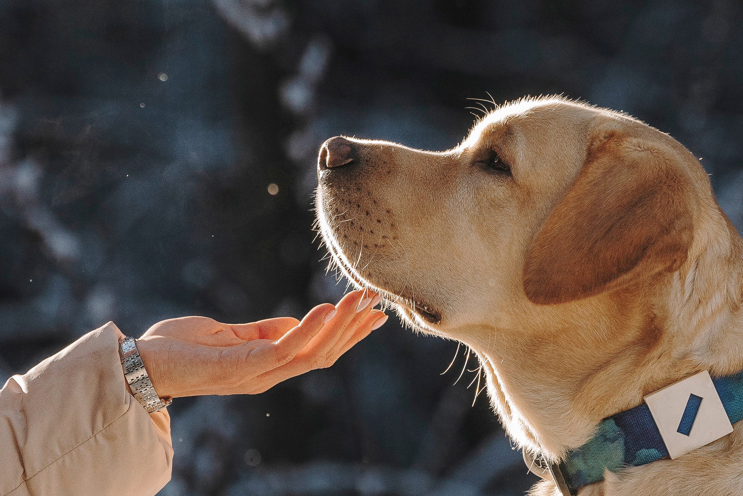 Аня и Честер. Фотограф анималист в Спб недорого Олеся Майорова