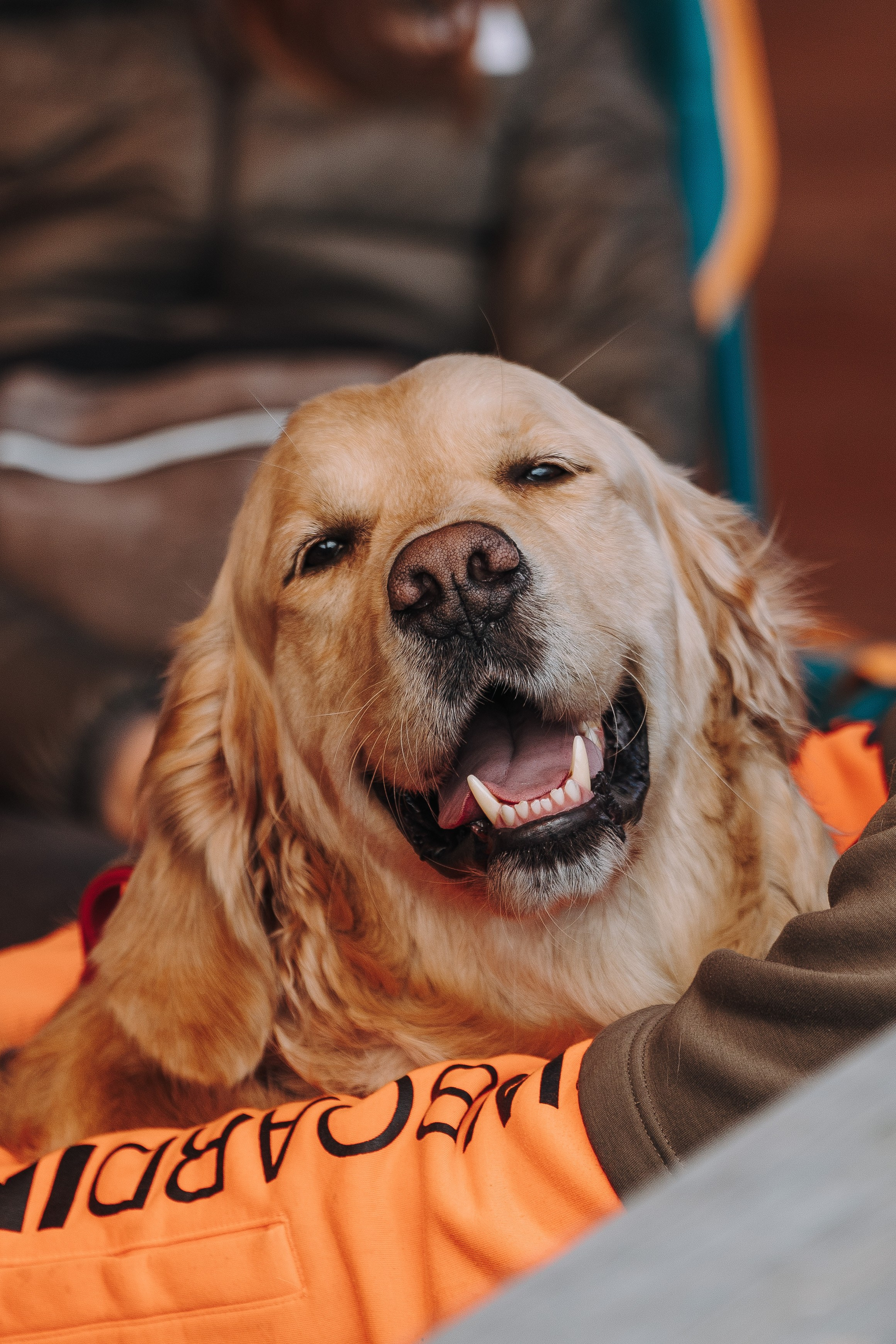 Соревнования по ноузворку в Лосево. Фотограф анималист в Спб недорого Олеся Майорова