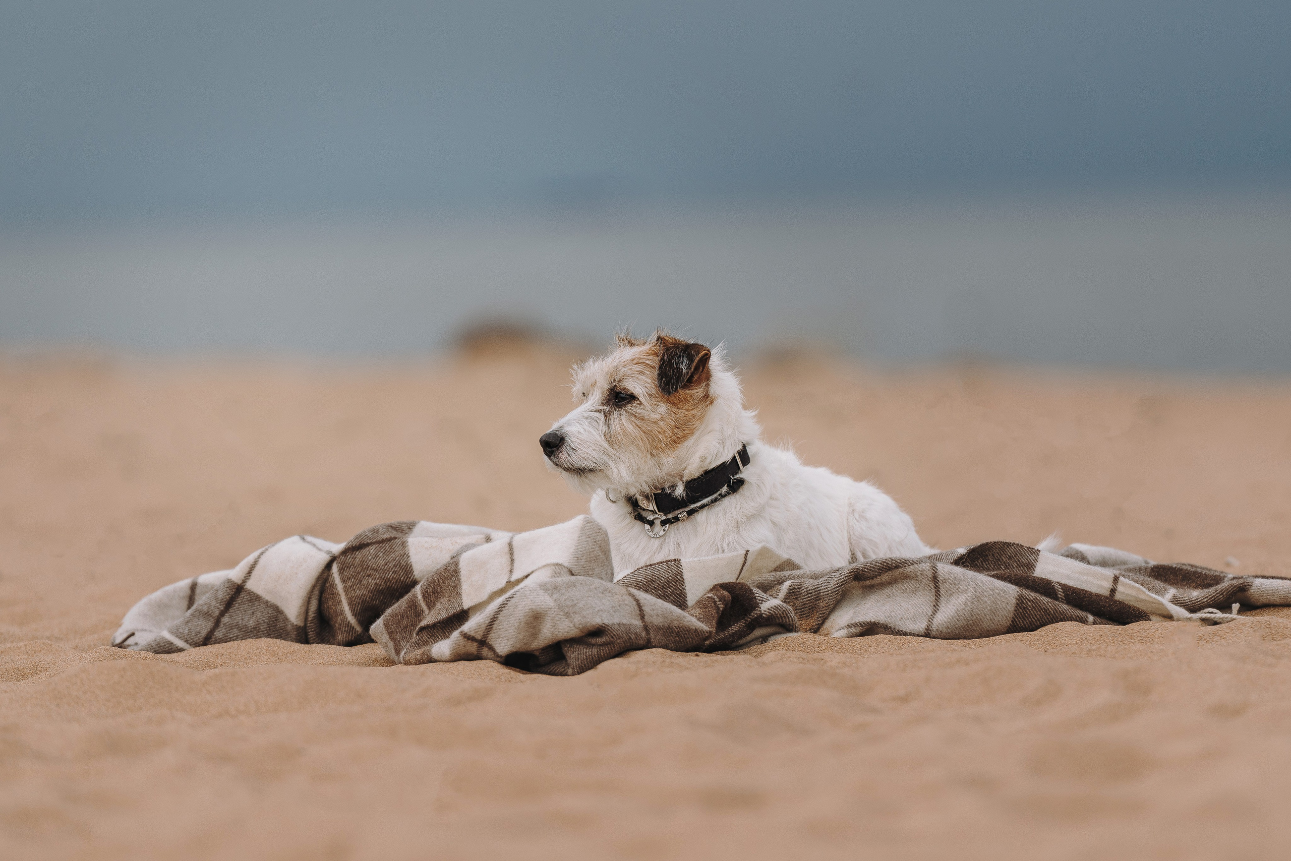 Оля, Ларс и Лукас. Фотограф анималист в Спб недорого Олеся Майорова
