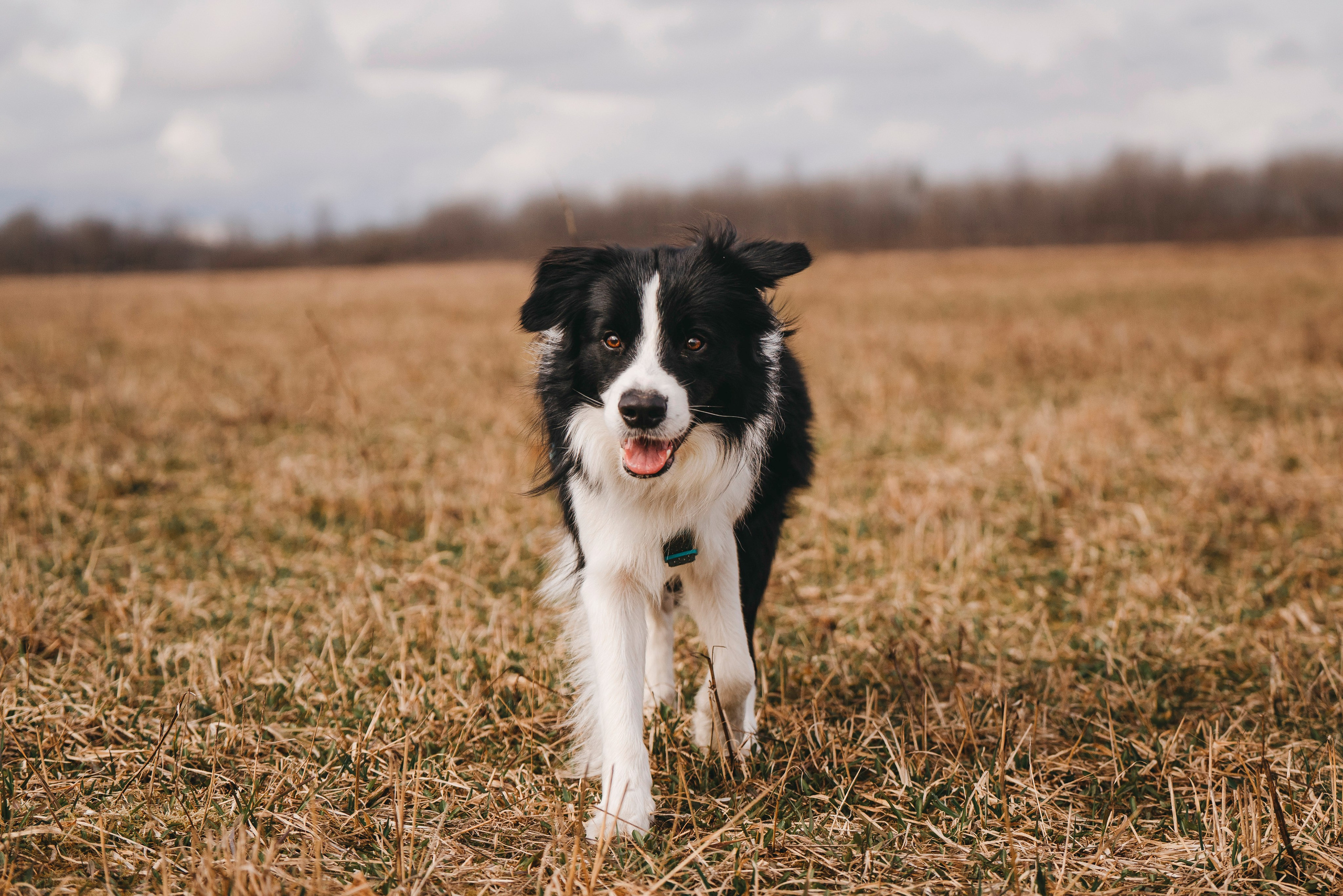 Нил и Алёна. Фотограф анималист в Спб недорого Олеся Майорова