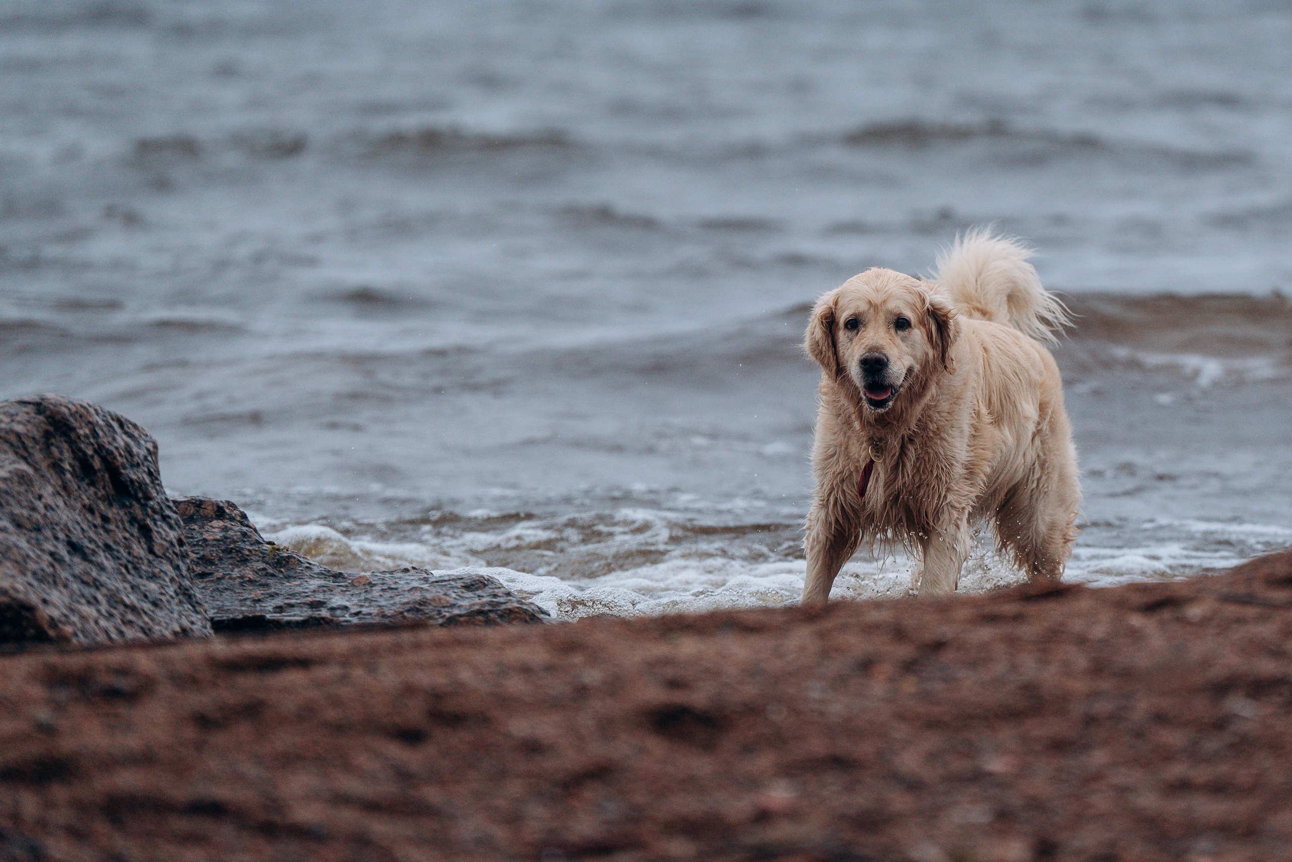 Асти, Крис и Александра. Фотограф анималист в Спб недорого Олеся Майорова