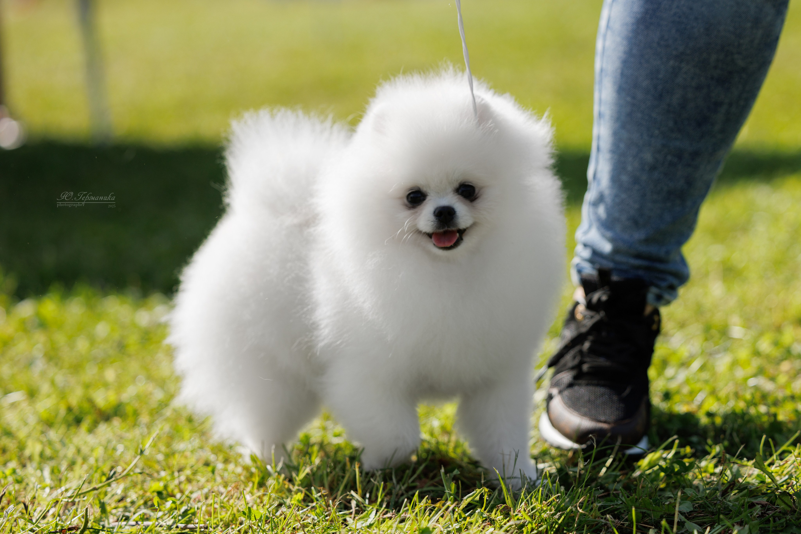 Зеленоград 13.09.2025. Фотограф-анималист Юлия Германика