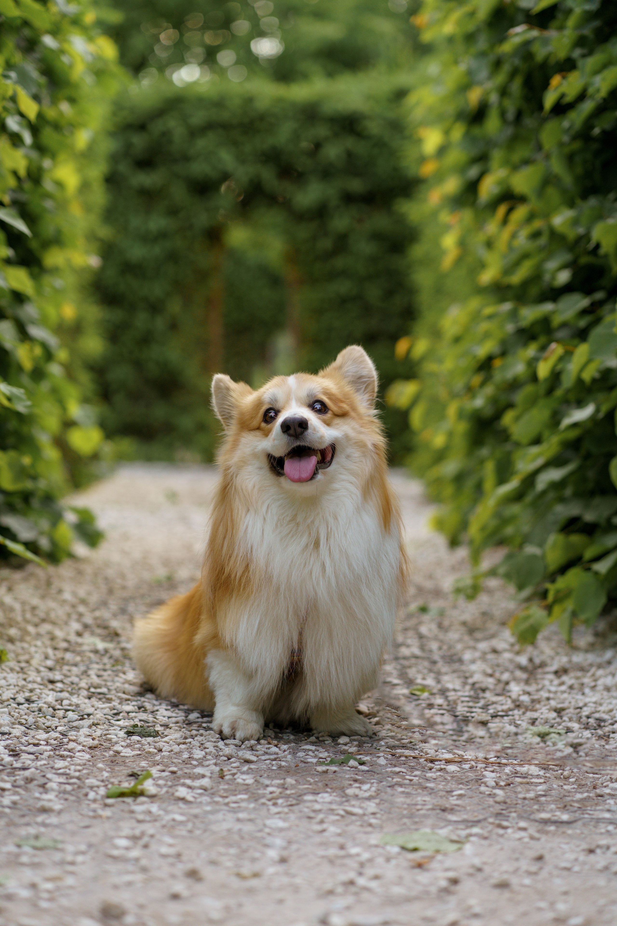 Катя, Арсений и Пух. Свадебный фотограф в Москве Анна Полушина