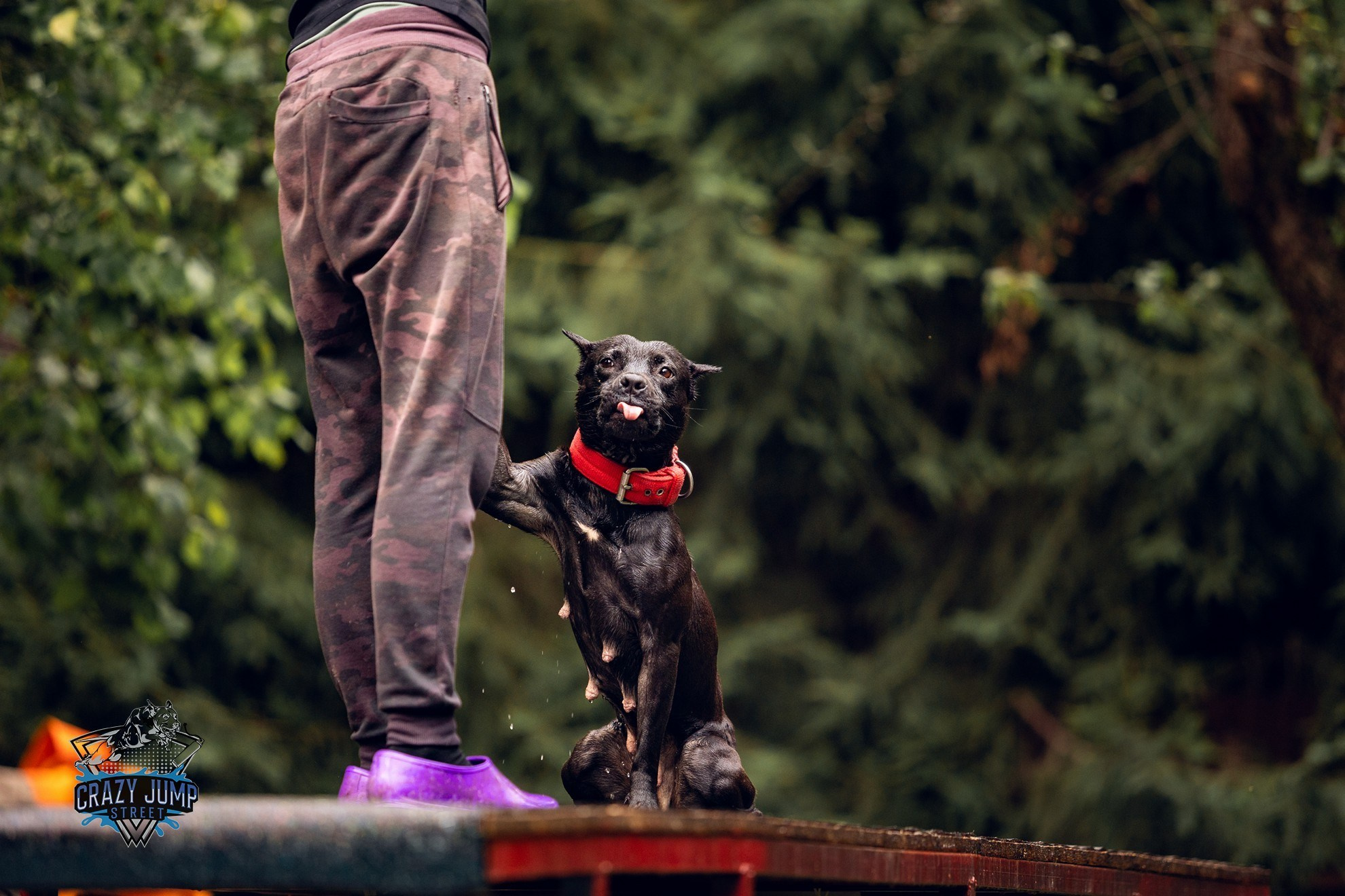 Собаки, спорт, Док дайвинг. Свадебный и репортажный фотограф в Москве и Московской области