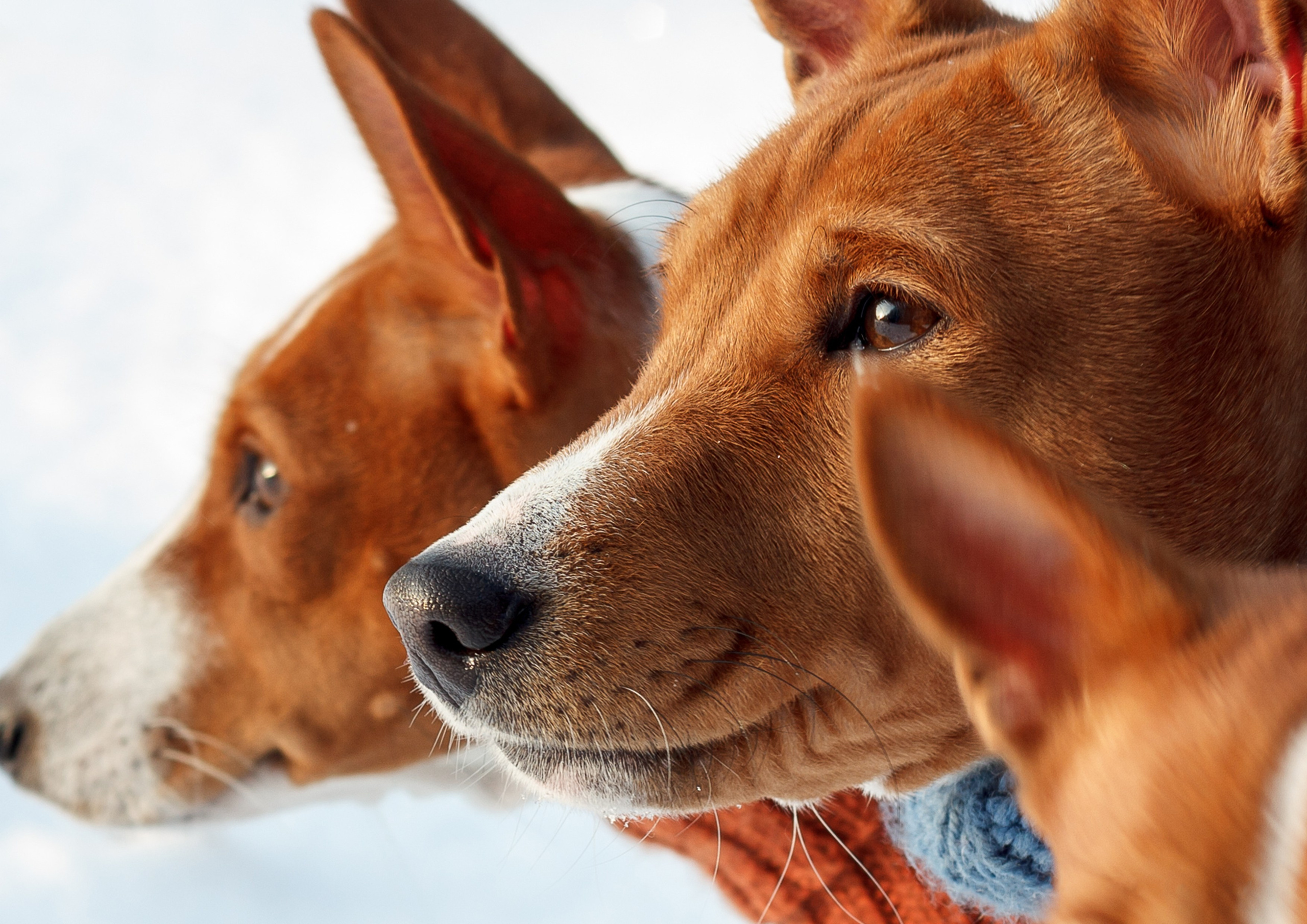 Животные. Портретный, интерьерный и фуд фотограф в Перми Иван Вострецов