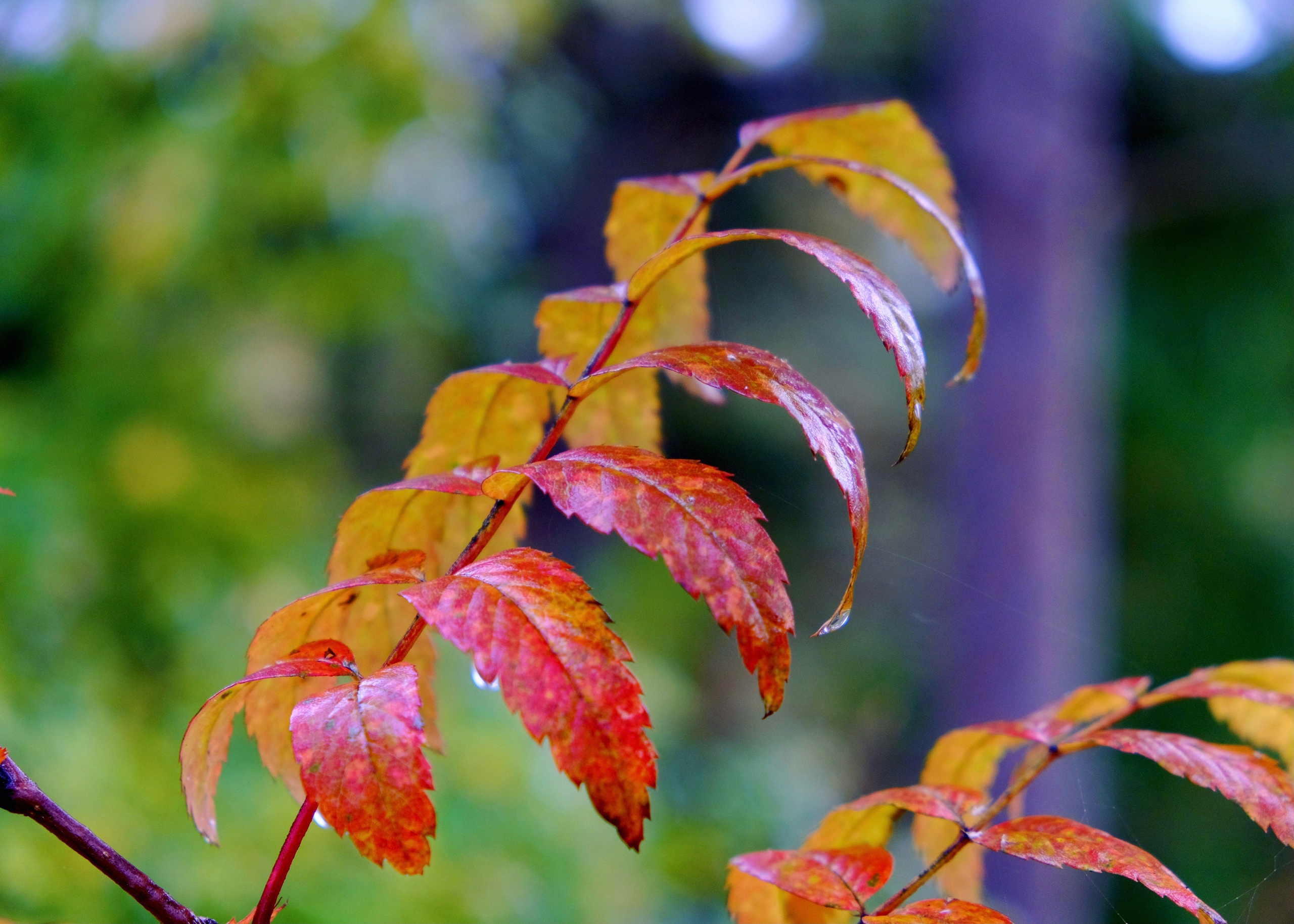 Nature. GubanovPhoto