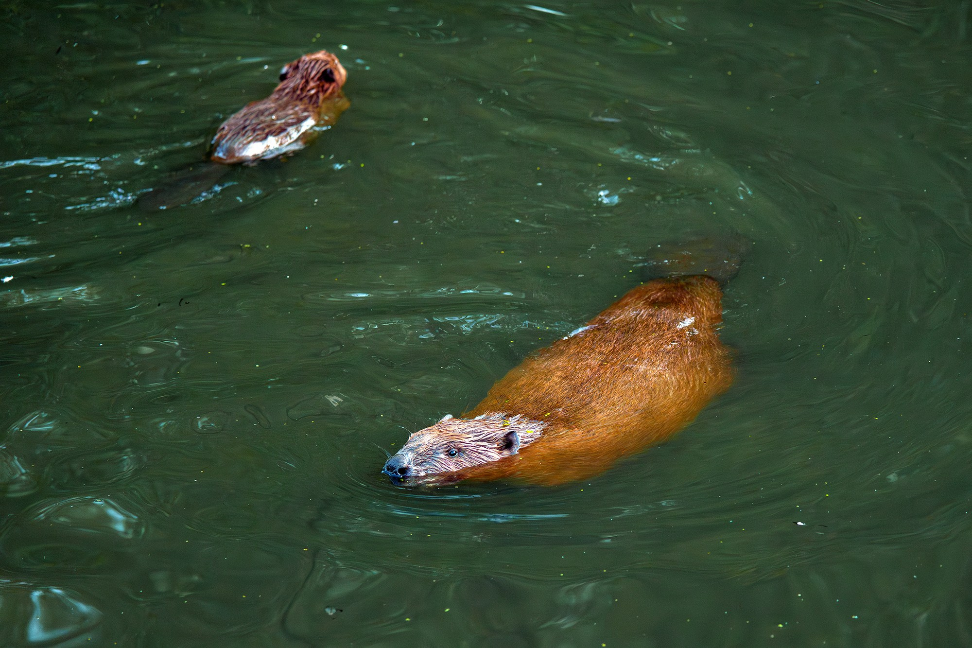 Животные. Ваш личный фотограф Марина Волкова