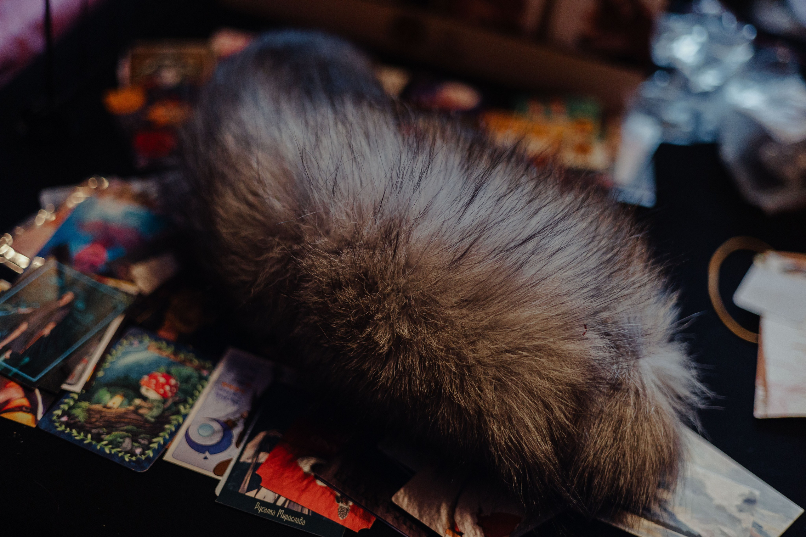 Арт-Маркет ВОЛЧОК. Фотограф Анималист Екатерина Справцева в Нижнем Новгороде