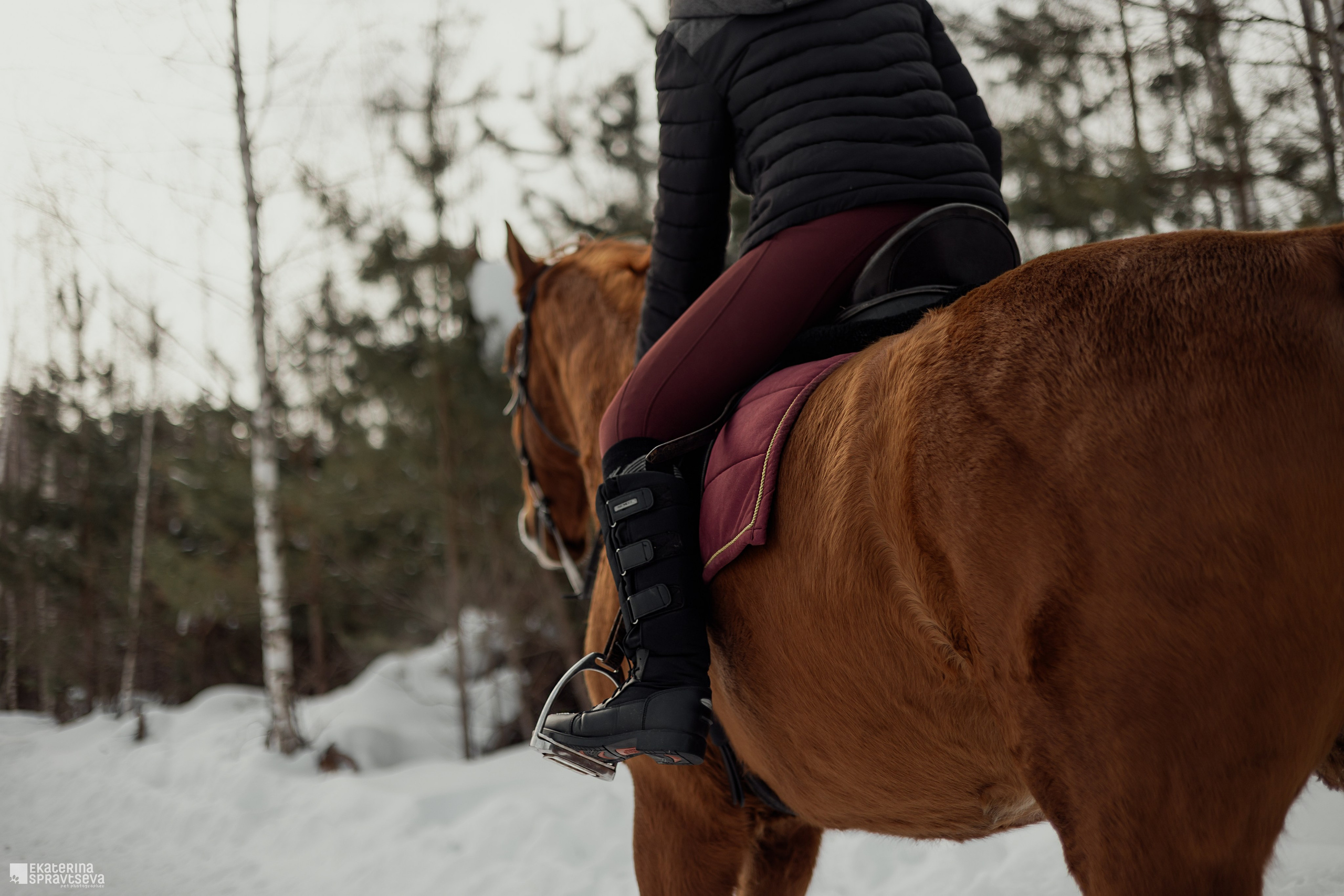 Среди грив и копыт. Фотограф Анималист Екатерина Справцева в Нижнем Новгороде